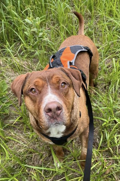Harley, Adoptable, Adult Female Terrier & Mixed Breed.