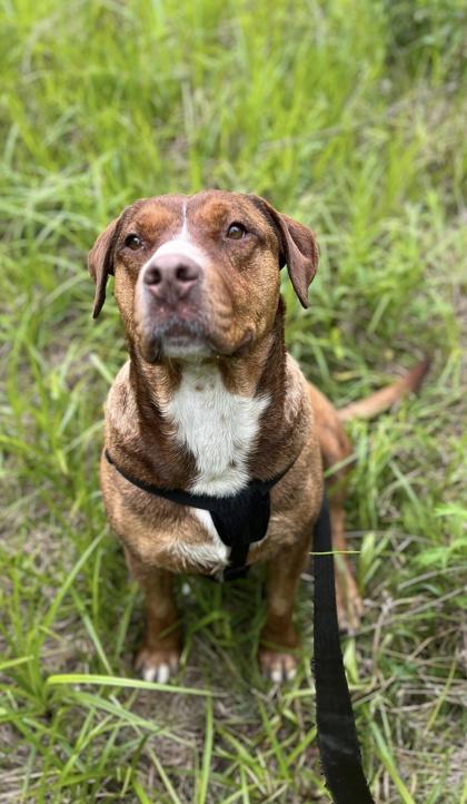 Enlarge Harley, a Adoptable mixed breed in Spruce Pine, NC image 2/2