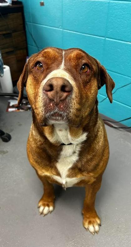 Enlarge Harley, a Adoptable mixed breed in Spruce Pine, NC image 1/1