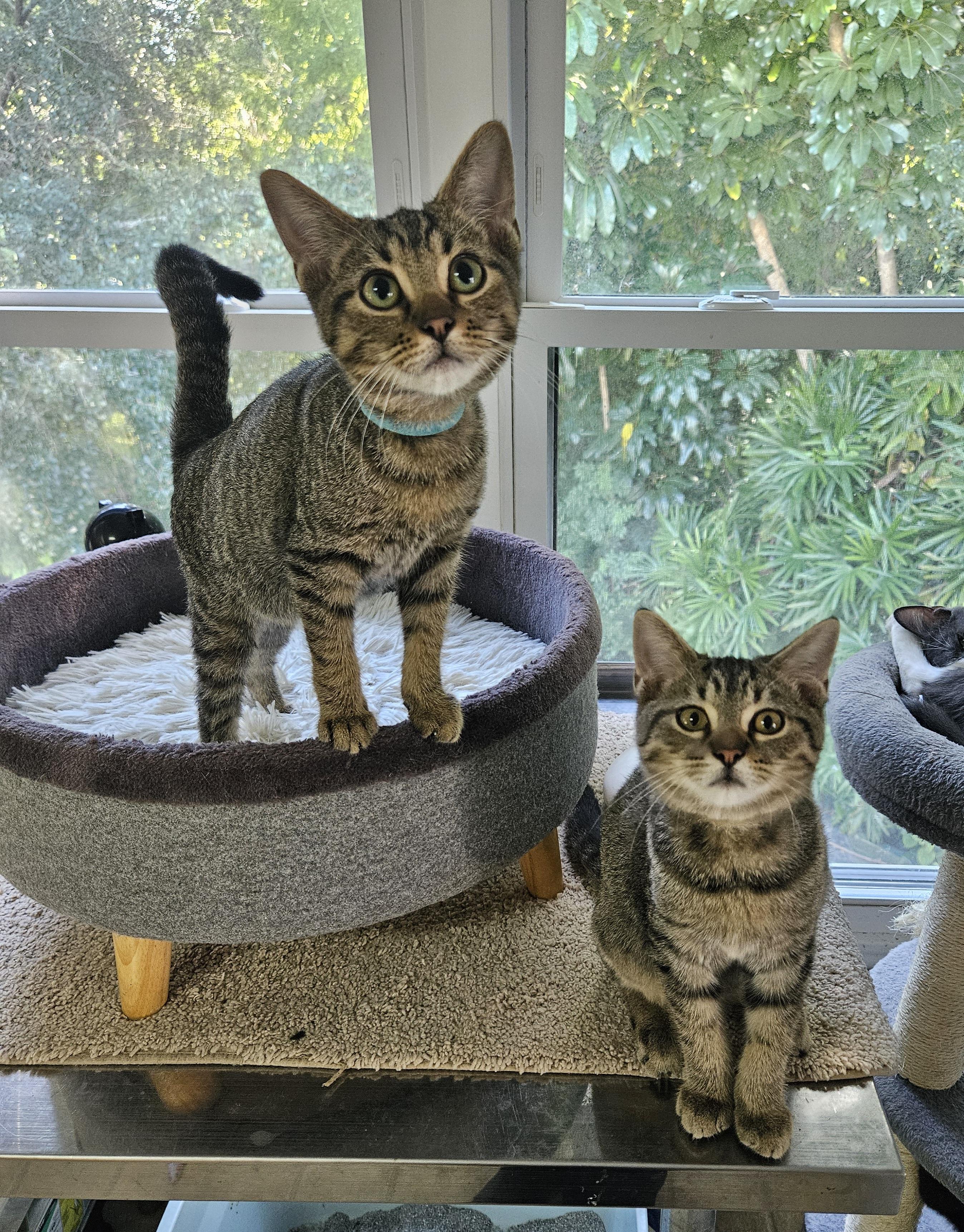 Gobi and Mojave, Adoptable, Kitten Male Domestic Short Hair.
