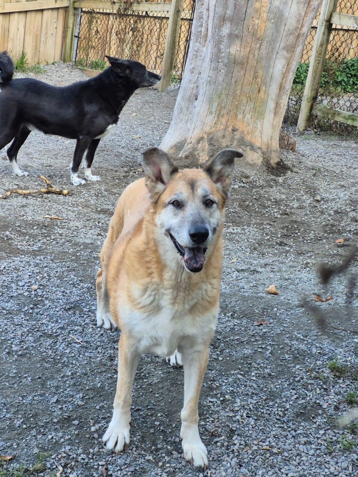 VIOLET, Adoptable, Senior Female German Shepherd Dog & Husky.