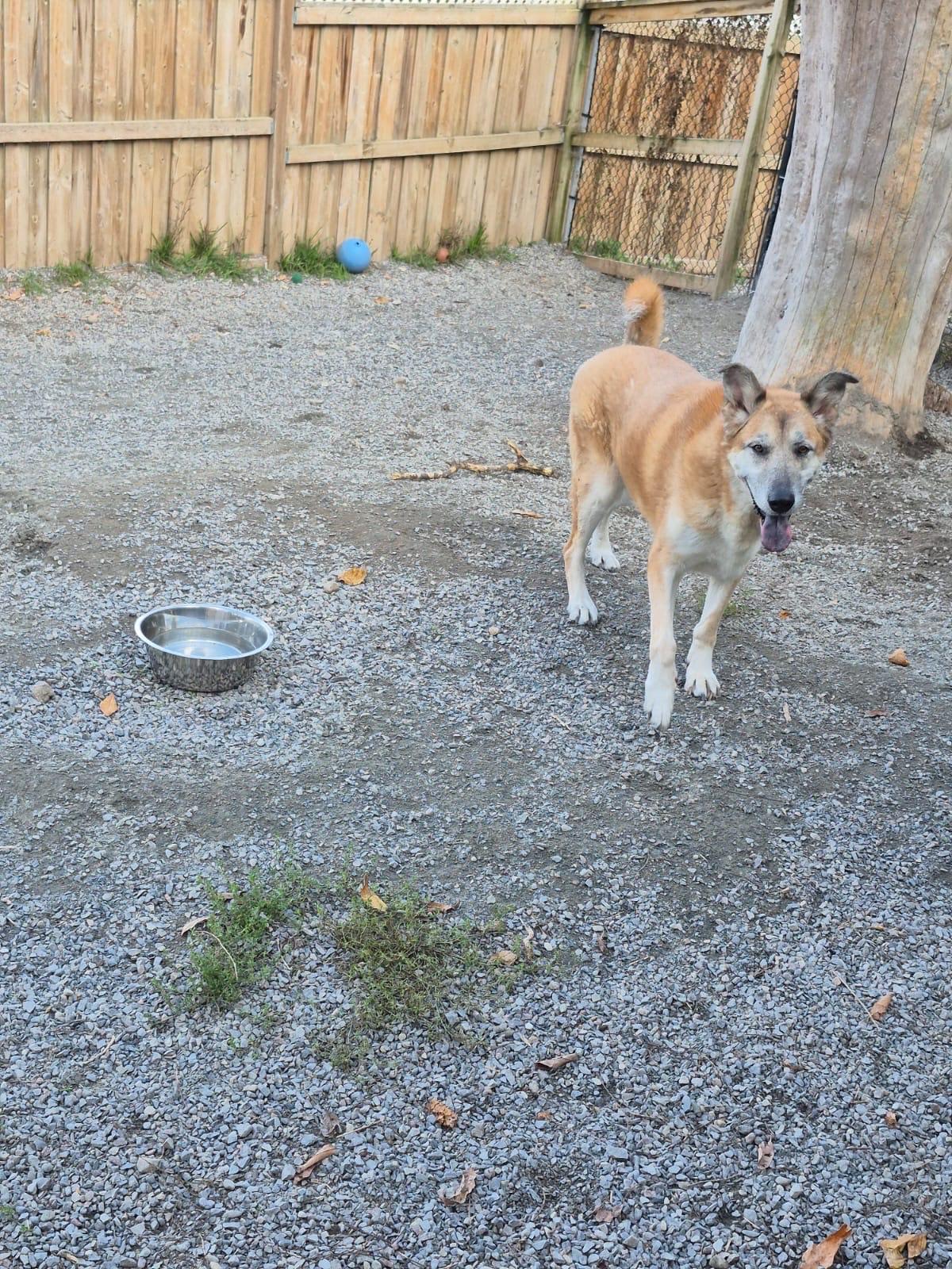 VIOLET, a Adoptable mixed breed in Peterborough, ON image 4/5