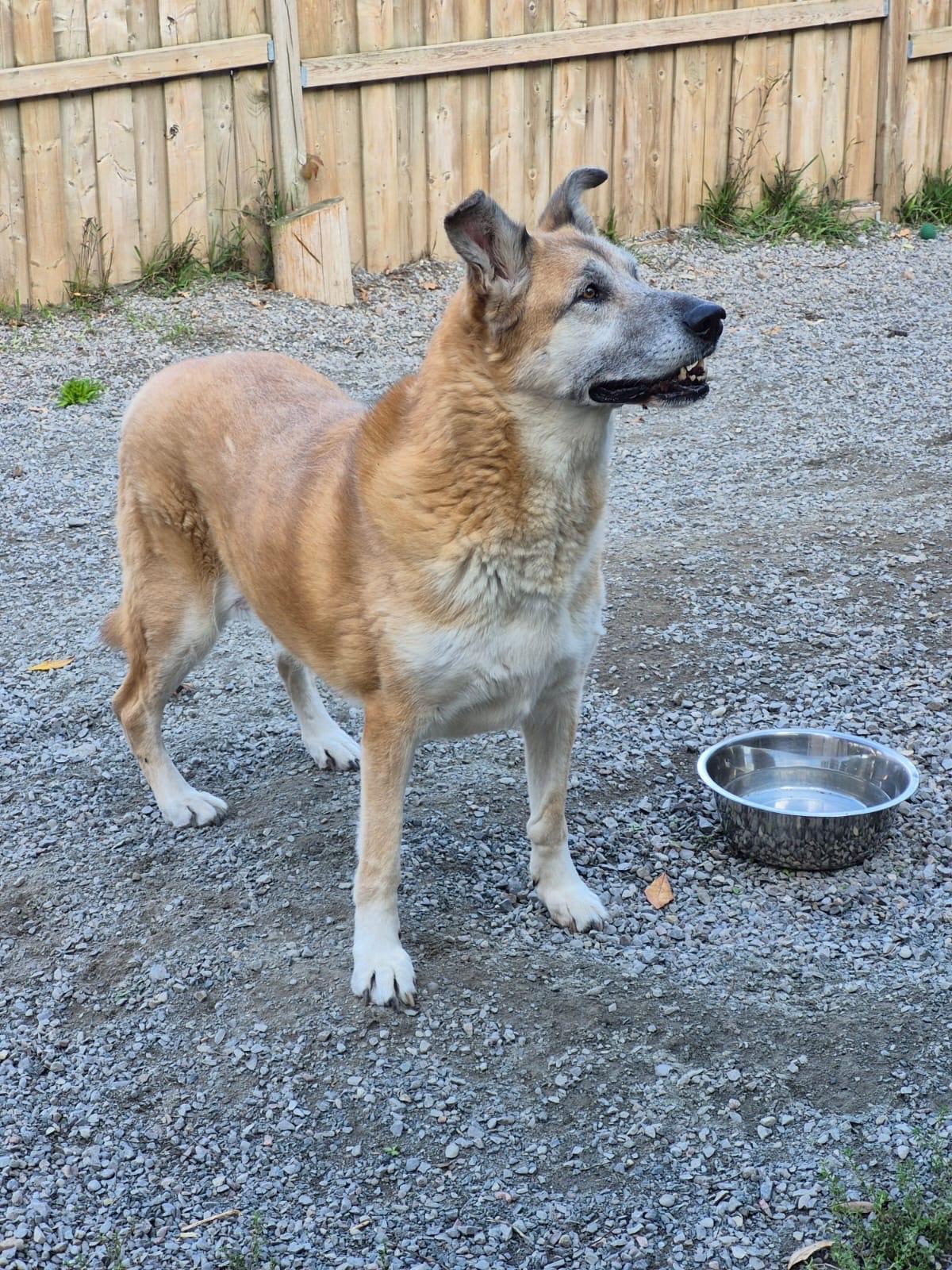 VIOLET, a Adoptable mixed breed in Peterborough, ON image 2/5