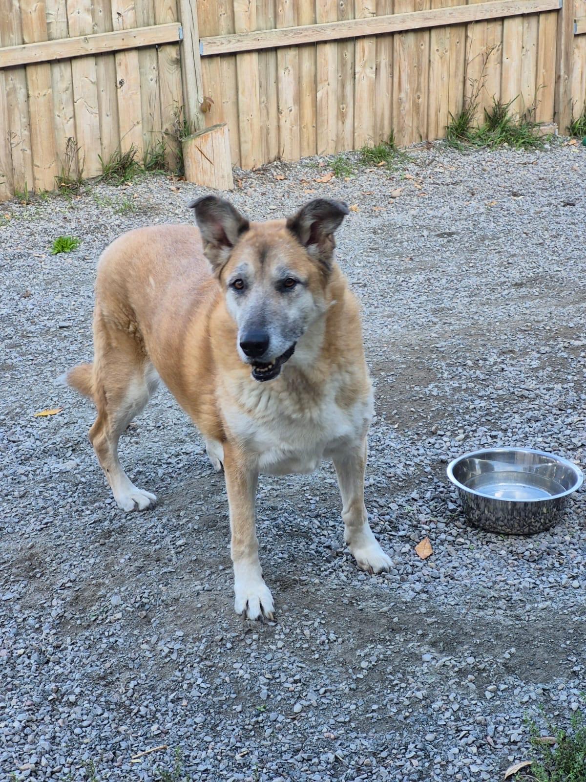 VIOLET, a Adoptable mixed breed in Peterborough, ON image 5/5