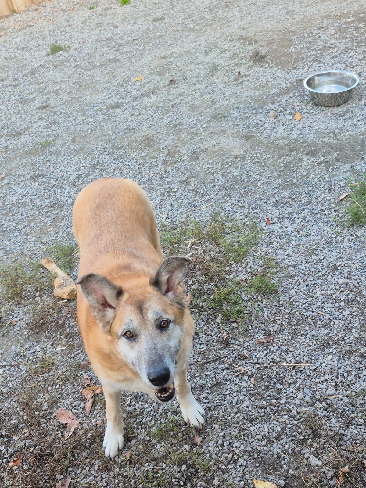 VIOLET, a Adoptable mixed breed in Peterborough, ON image 3/5