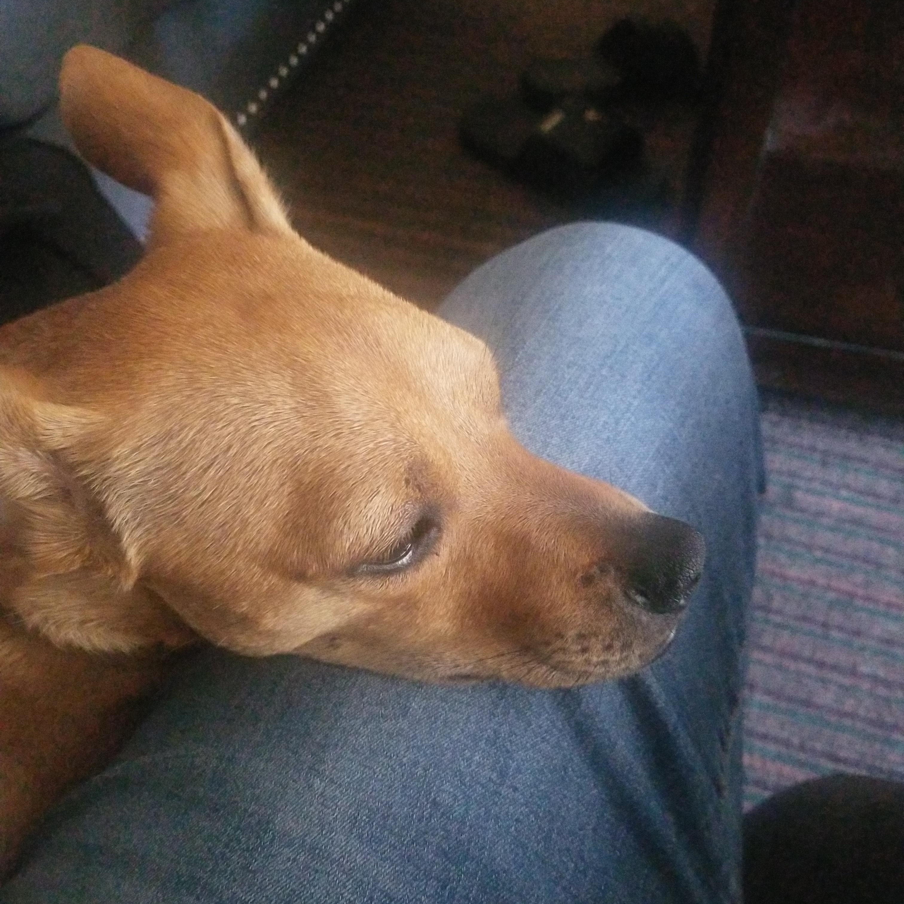 Enlarge Roy Rogers, a Adopted mixed breed in Martinez, CA image 5/5