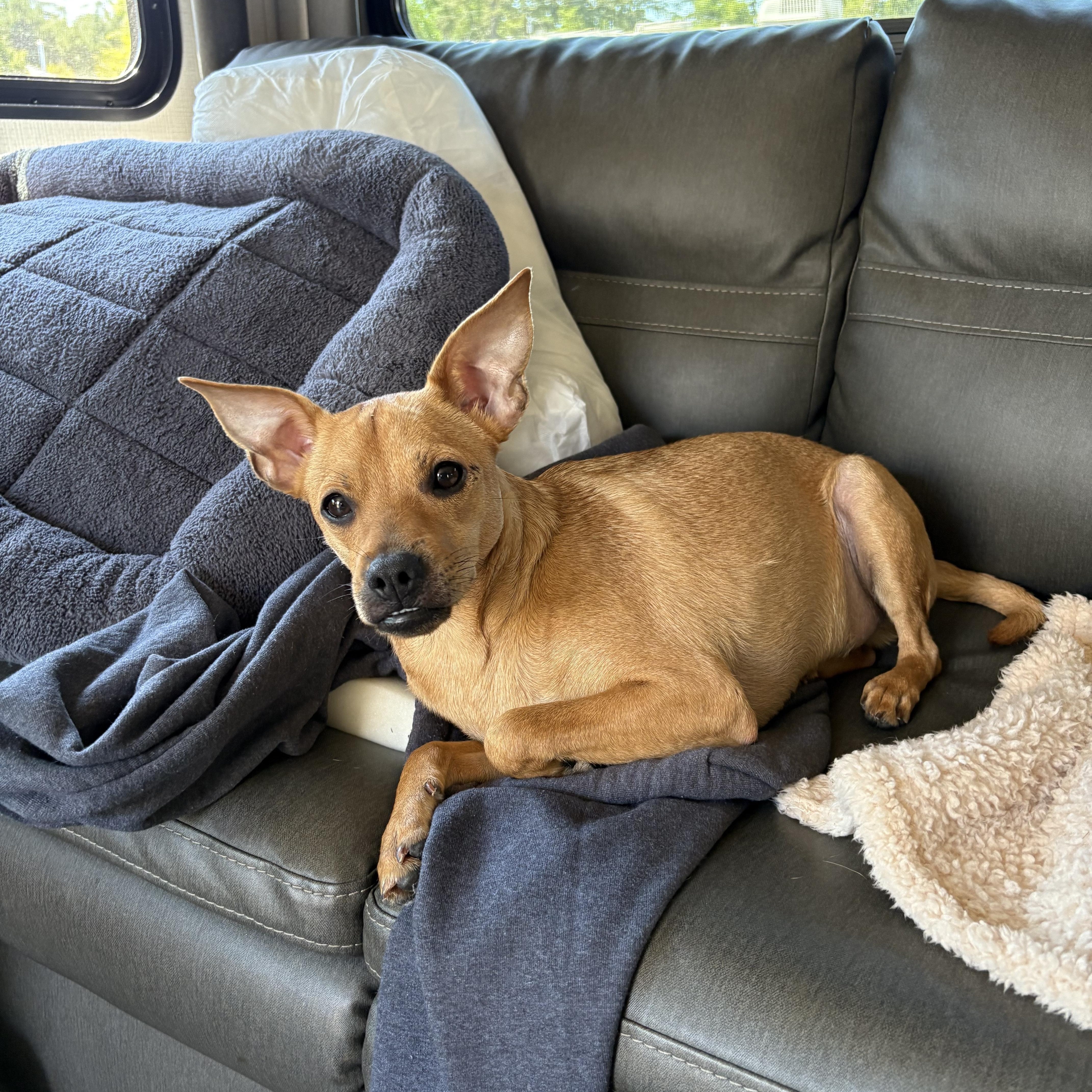 Roy Rogers, Adopted, Young Male Chihuahua & Terrier.