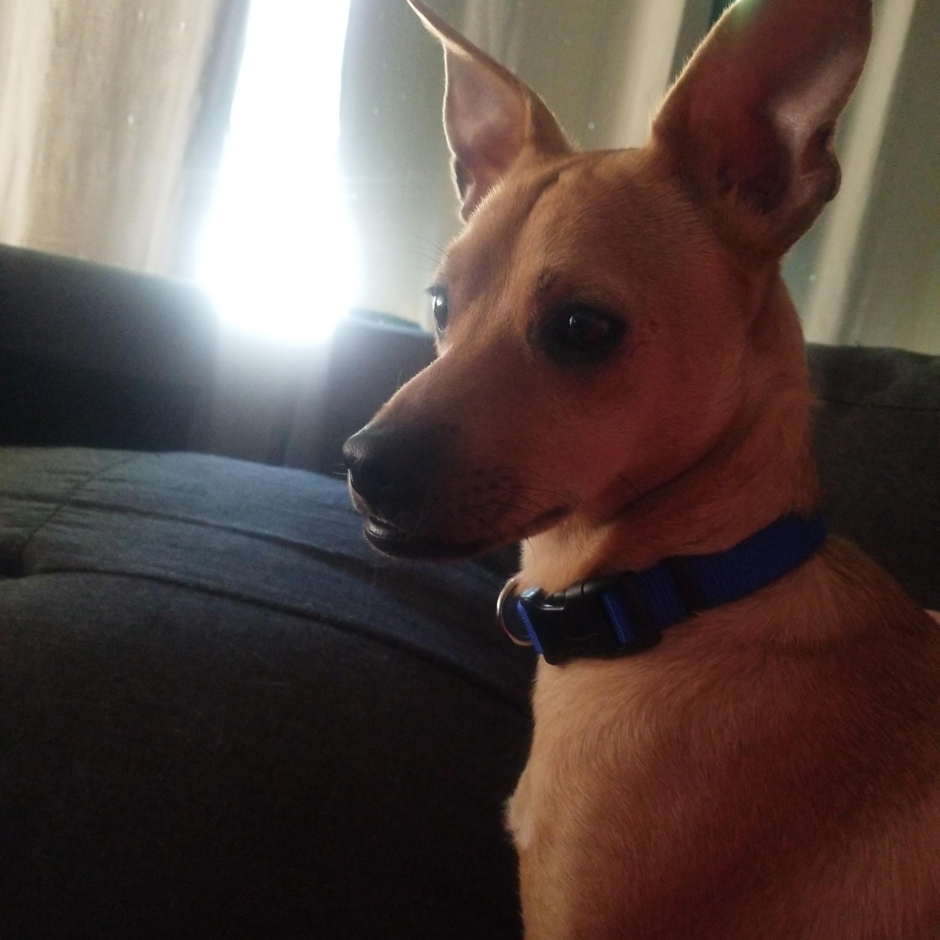 Enlarge Roy Rogers, a Adopted mixed breed in Martinez, CA image 2/5