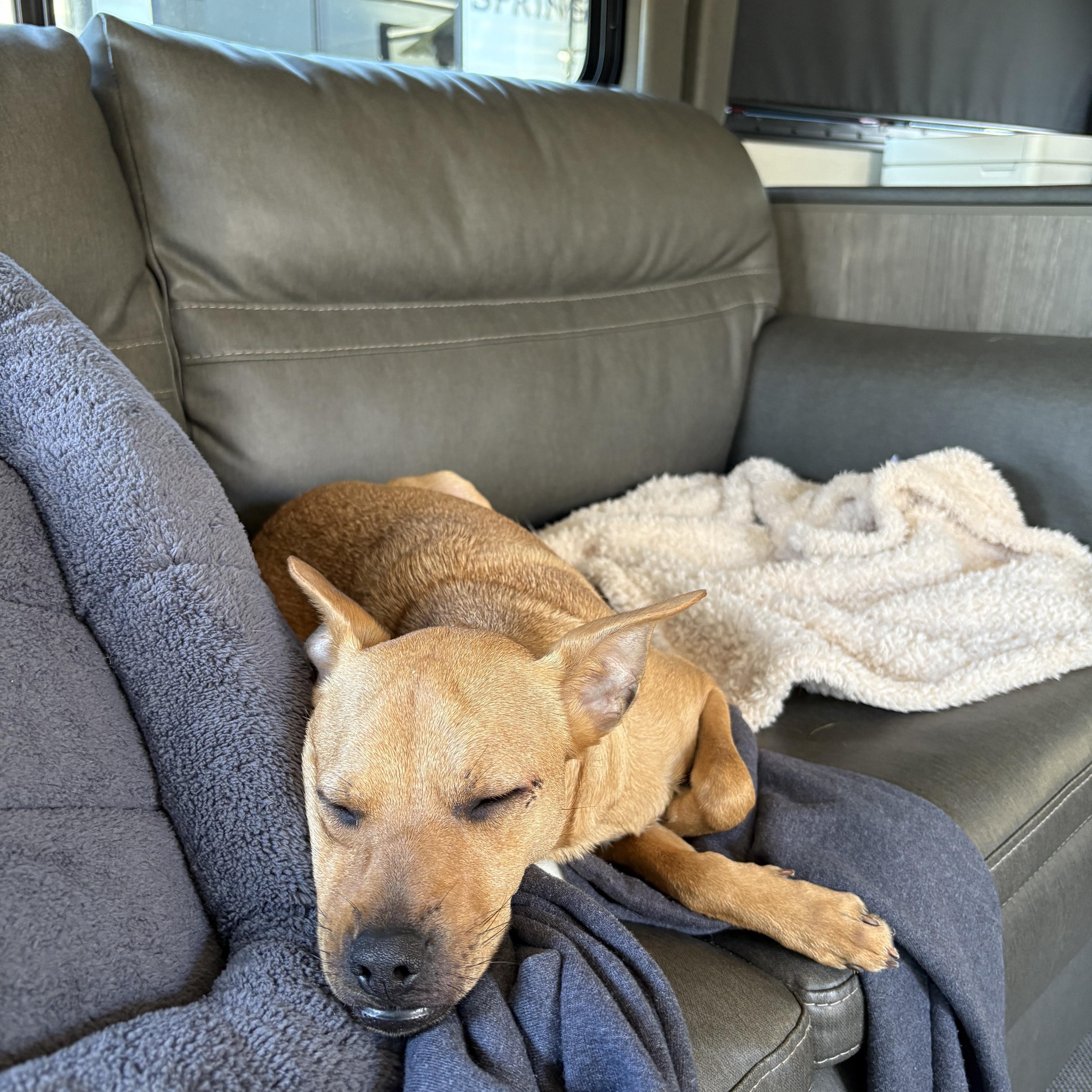 Enlarge Roy Rogers, a Adopted mixed breed in Martinez, CA image 4/5