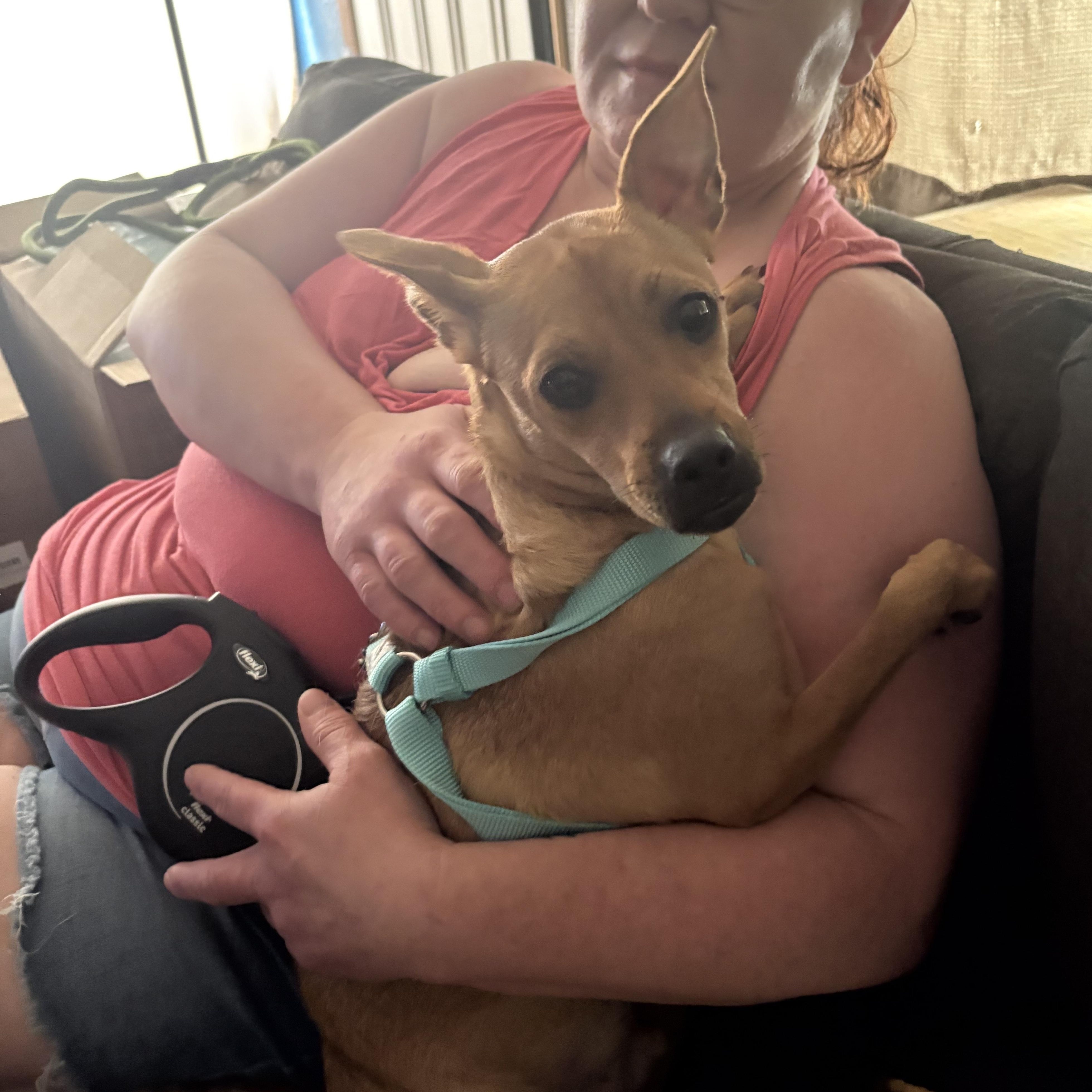 Enlarge Roy Rogers, a Adopted mixed breed in Martinez, CA image 3/5