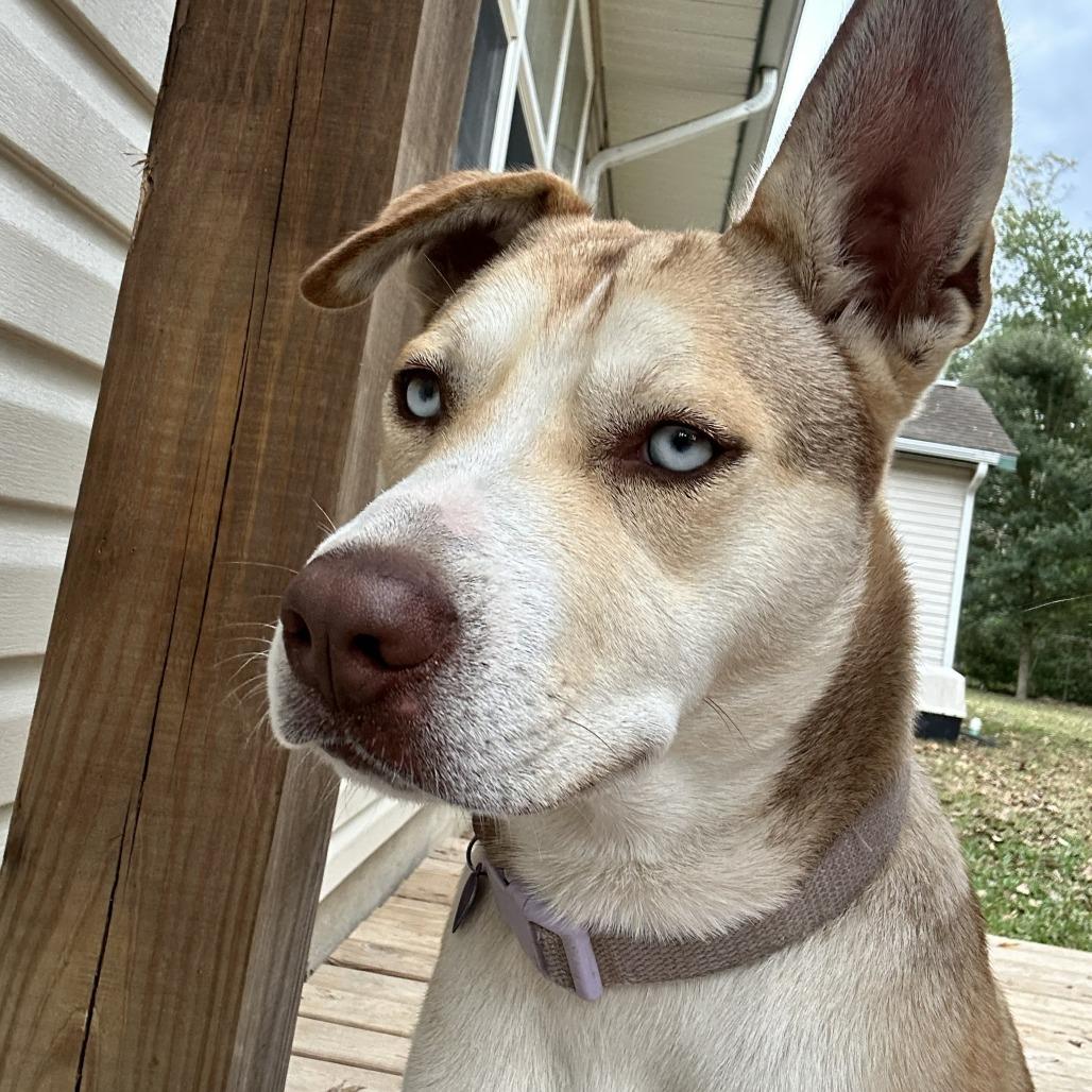 Enlarge Layla, a Adoptable mixed breed in Beaumont, TX image 1/2