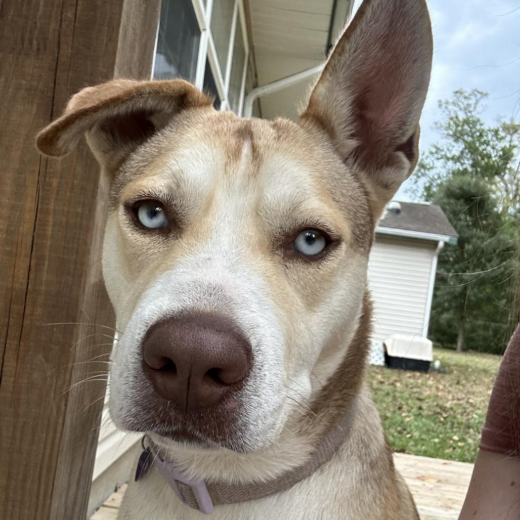 Enlarge Layla, a Adoptable mixed breed in Beaumont, TX image 2/2