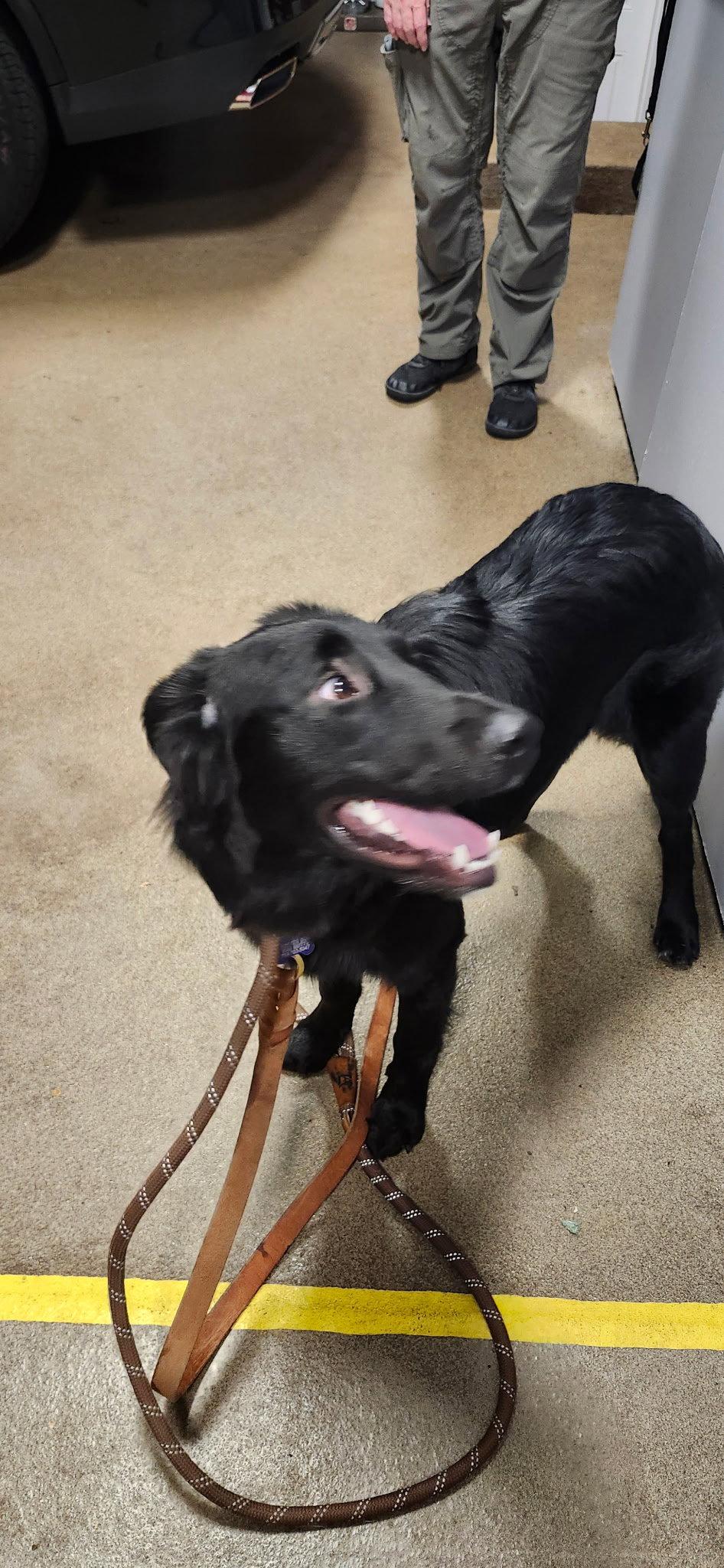 Nova, a Adoptable mixed breed in Hillside, IL image 1/2