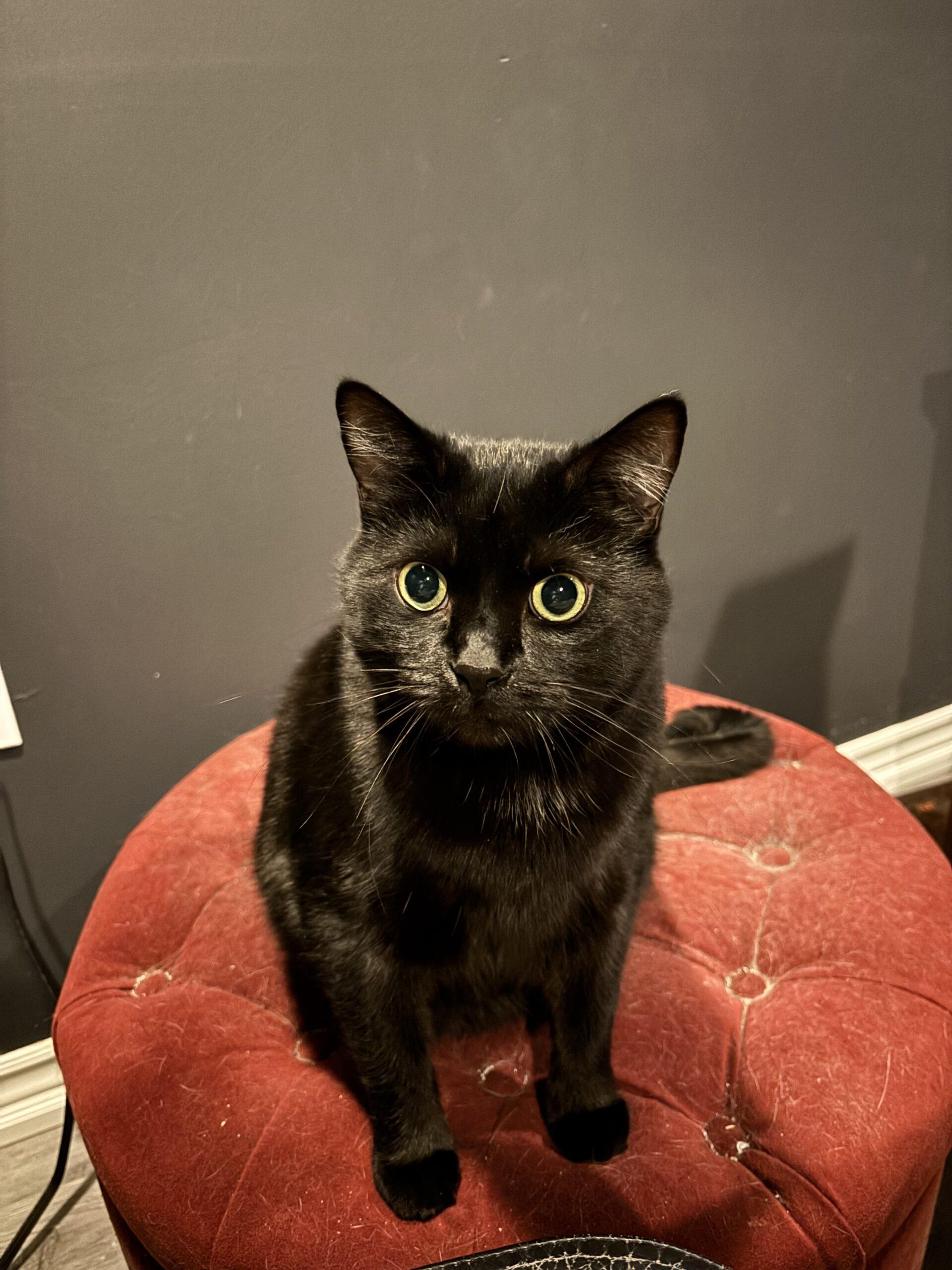 Enlarge CHONKY, a Adoptable Domestic Short Hair in Toronto, ON image 1/2