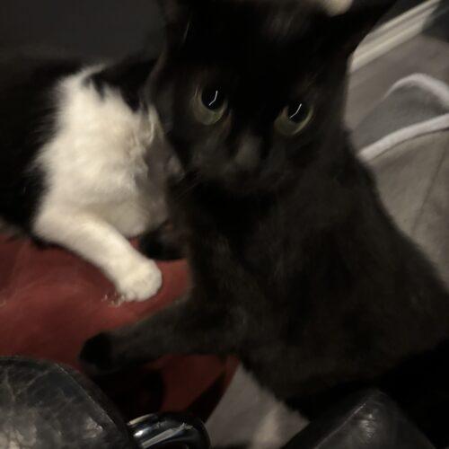 CHONKY, Adoptable, Young Male Domestic Short Hair.