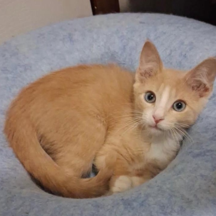 Benji, Adoptable, Kitten Male Domestic Short Hair.
