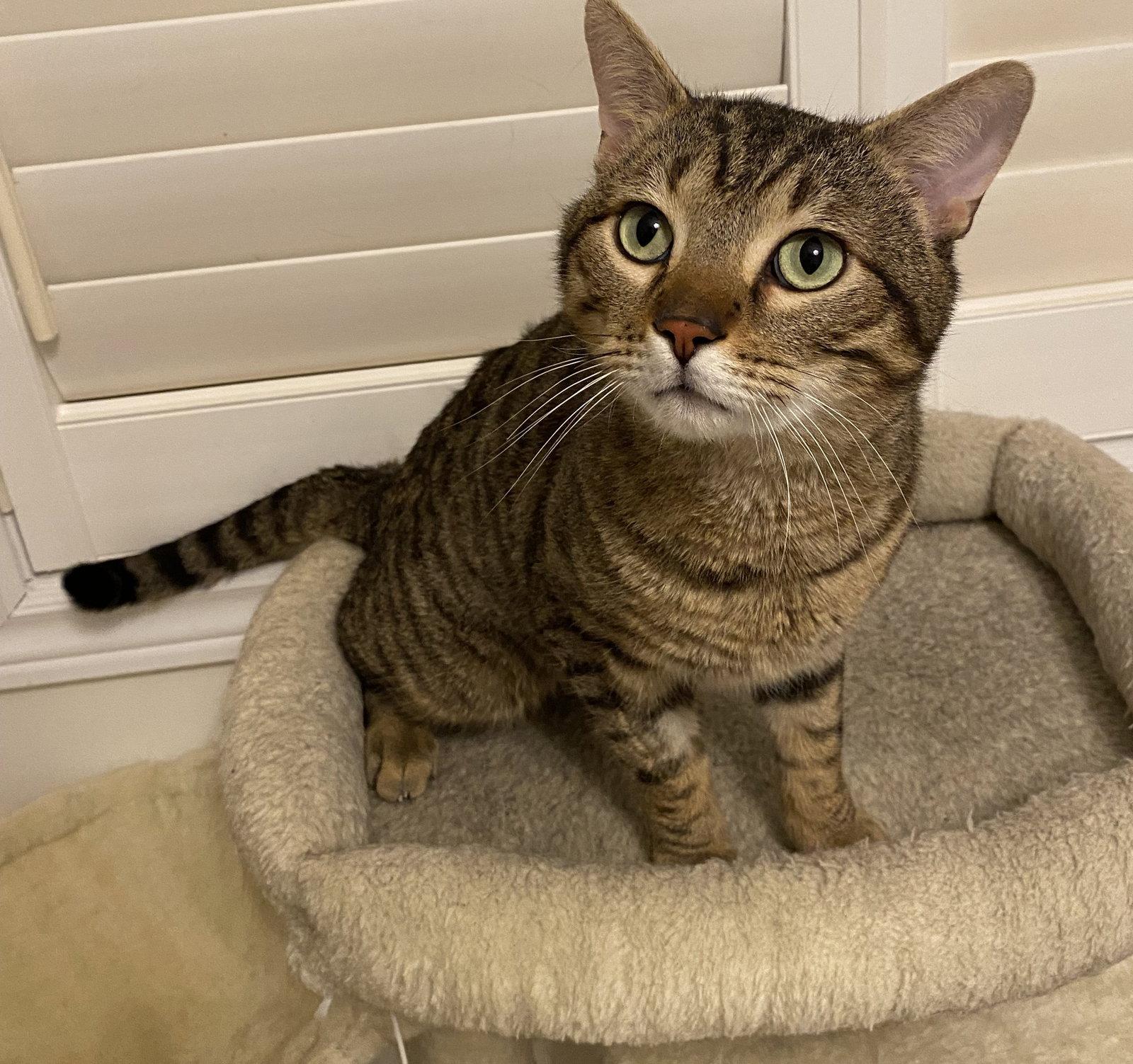 Alfie, Adoptable, Adult Male Domestic Short Hair.