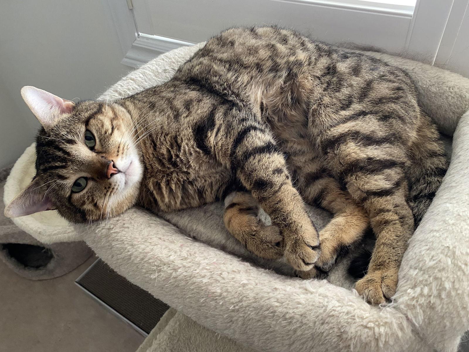 Enlarge Alfie, a Adoptable Domestic Short Hair in Richmond Hill, ON image 2/3