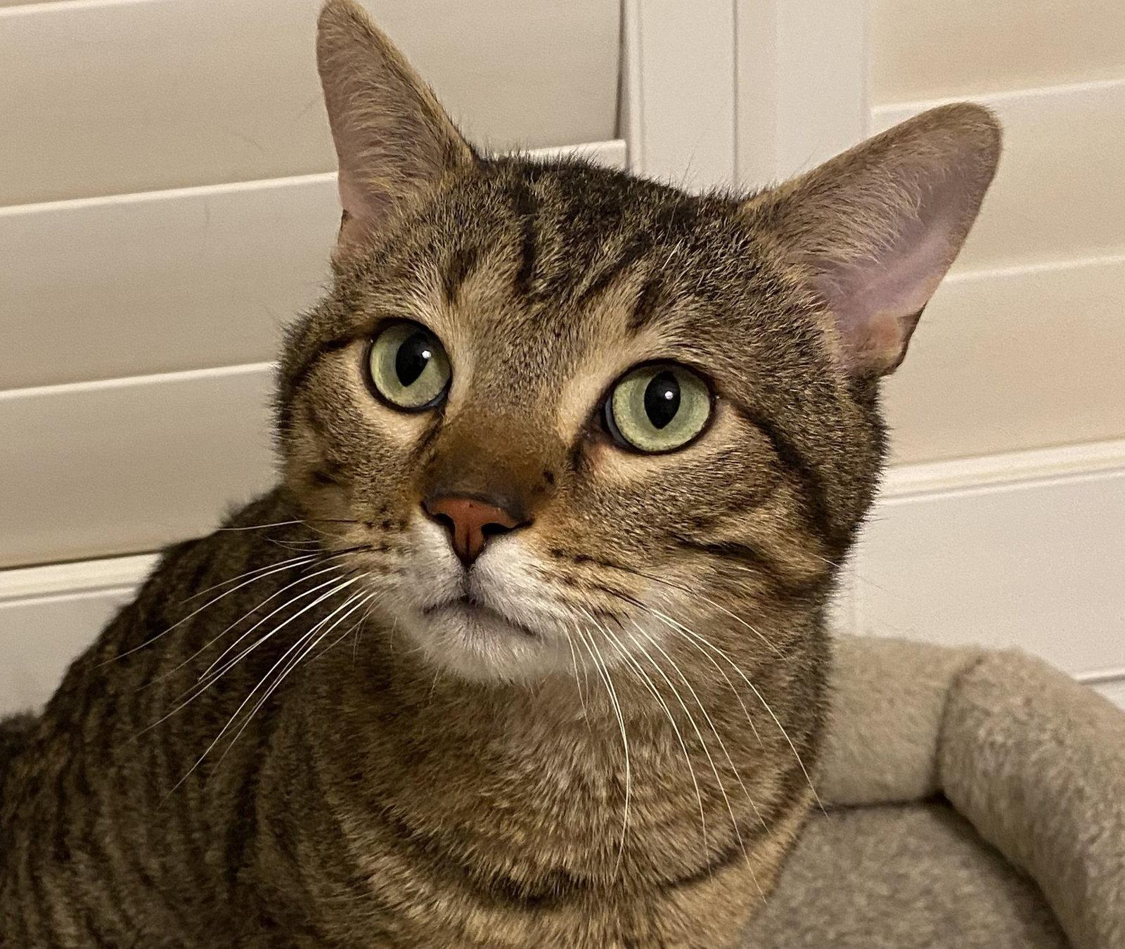 Enlarge Alfie, a Adoptable Domestic Short Hair in Richmond Hill, ON image 3/3