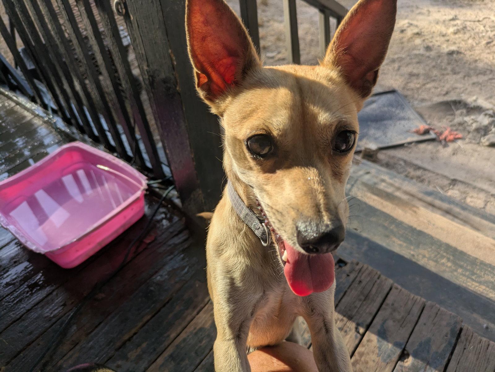 Leo, Adoptable, Young Male Chihuahua.