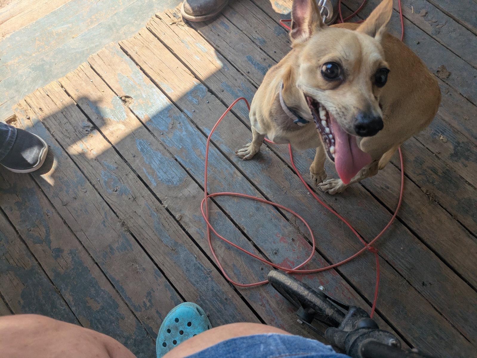 Enlarge Leo, a Adoptable Chihuahua in Falfurrias, TX image 2/3