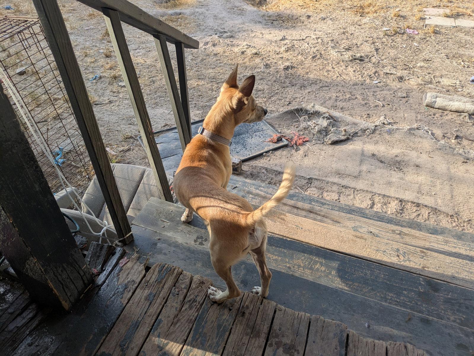 Enlarge Leo, a Adoptable Chihuahua in Falfurrias, TX image 3/3