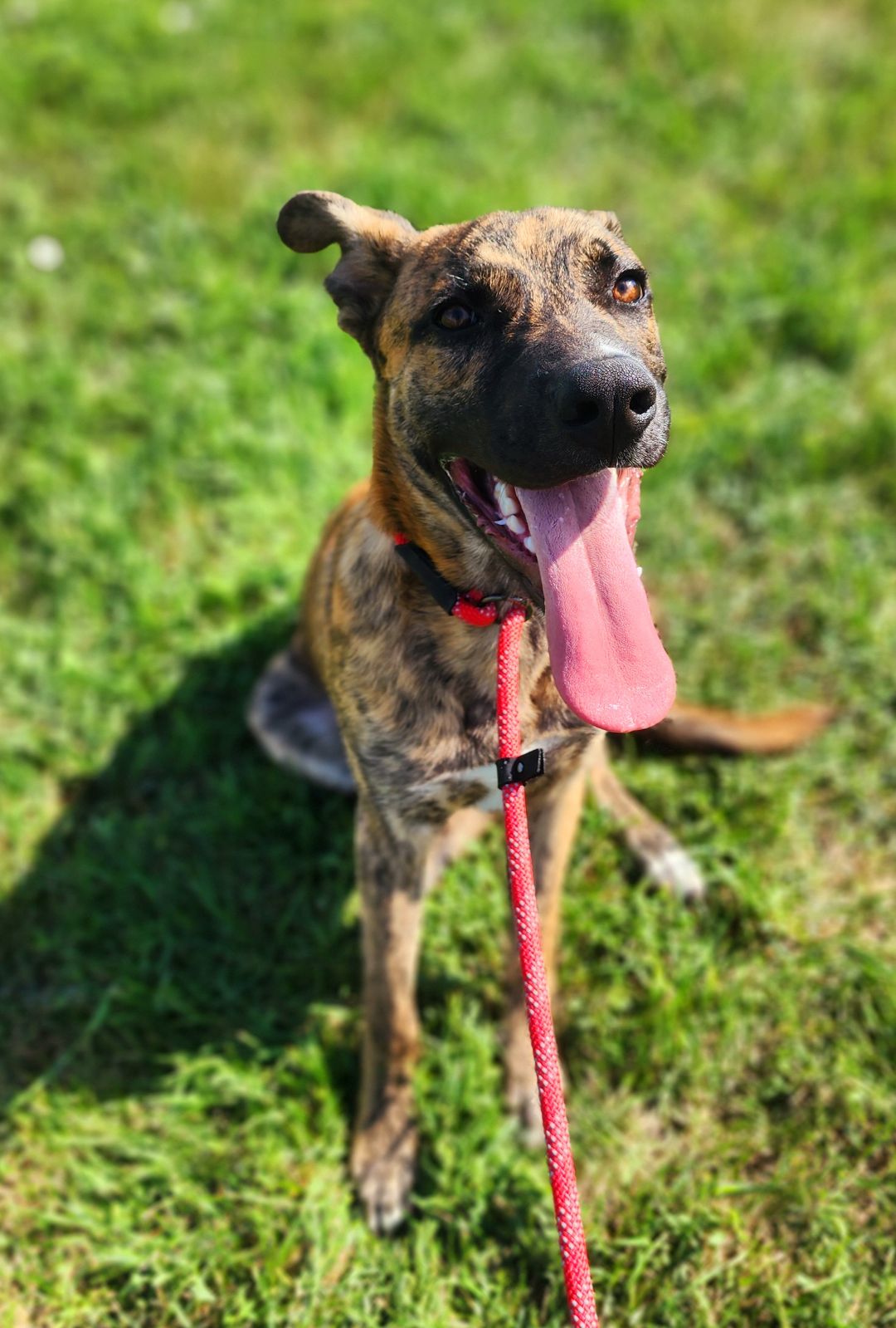 Brick, a Adoptable mixed breed in Jamestown, ND image 5/5