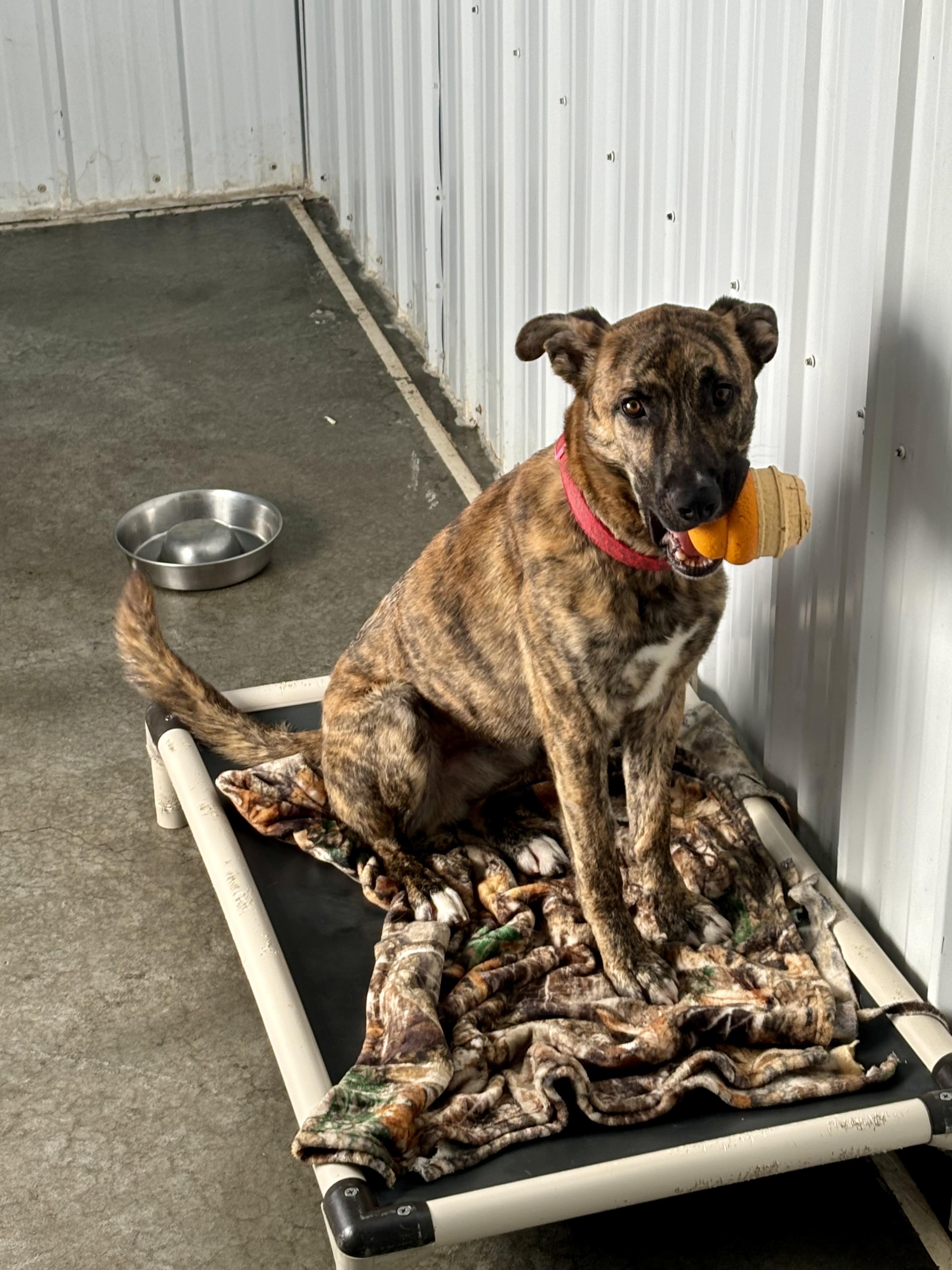 Brick, Adoptable, Adult Male Boxer & German Shepherd Dog.