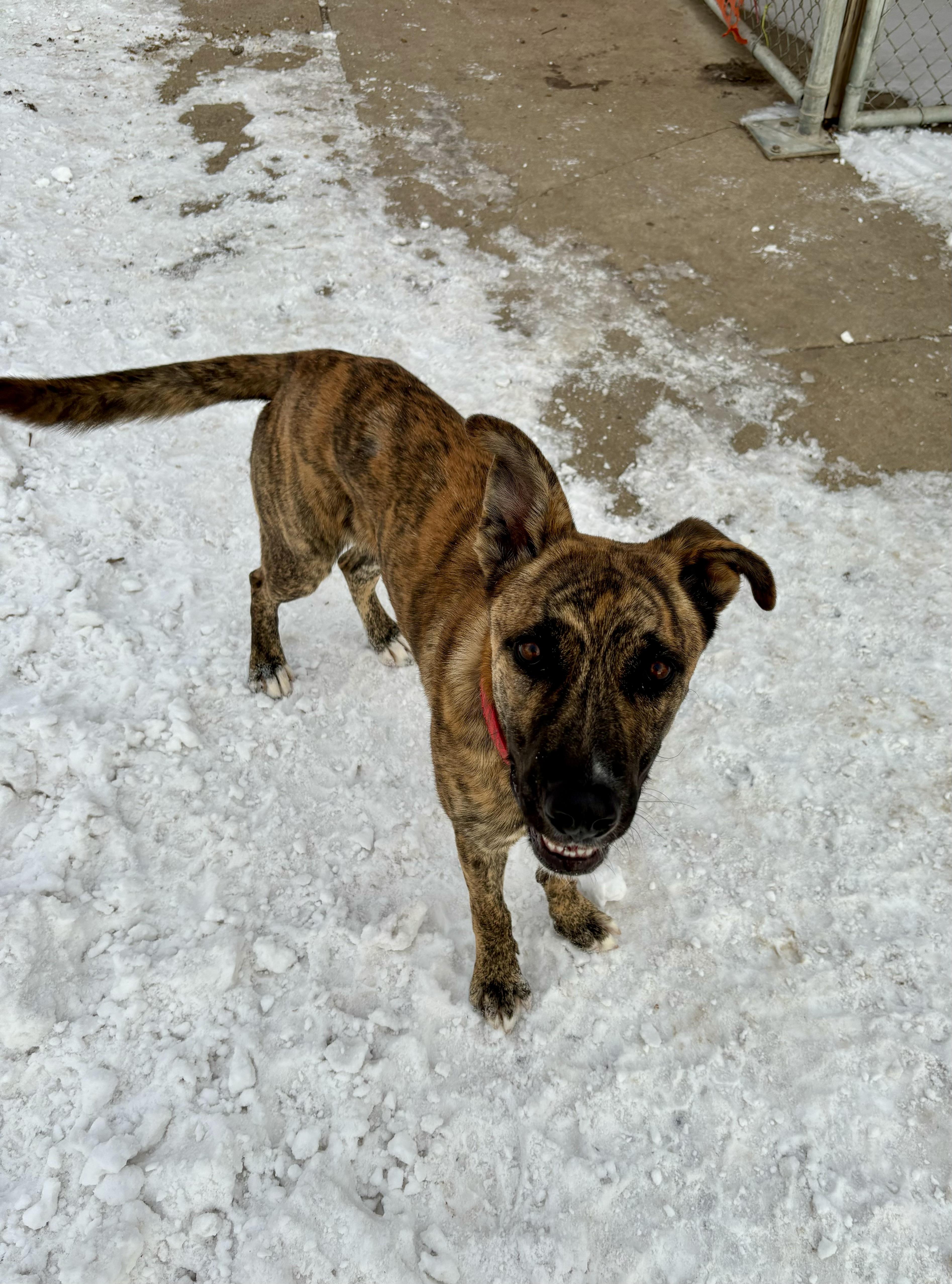 Brick, a Adoptable mixed breed in Jamestown, ND image 4/5