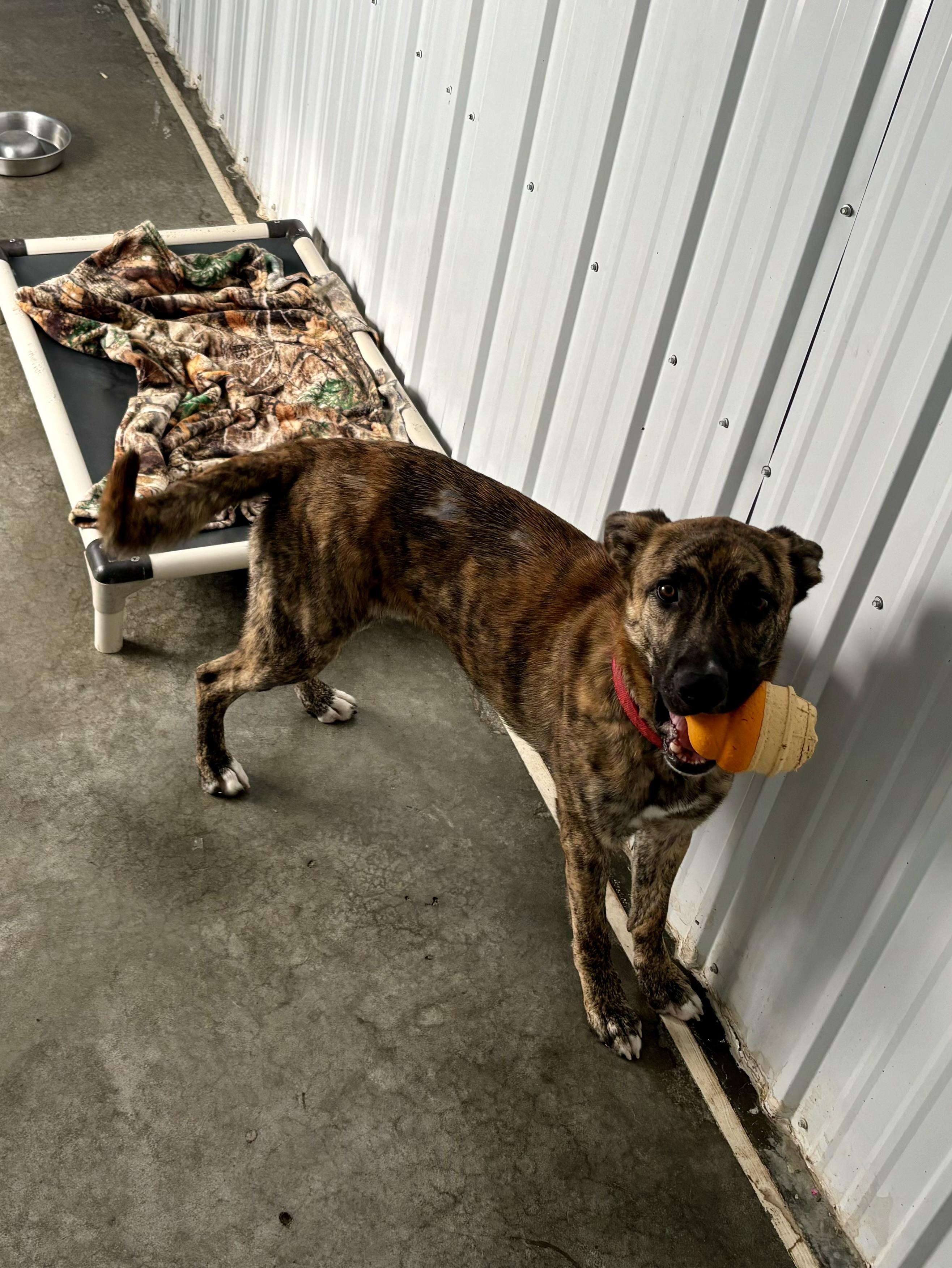 Brick, a Adoptable mixed breed in Jamestown, ND image 2/5