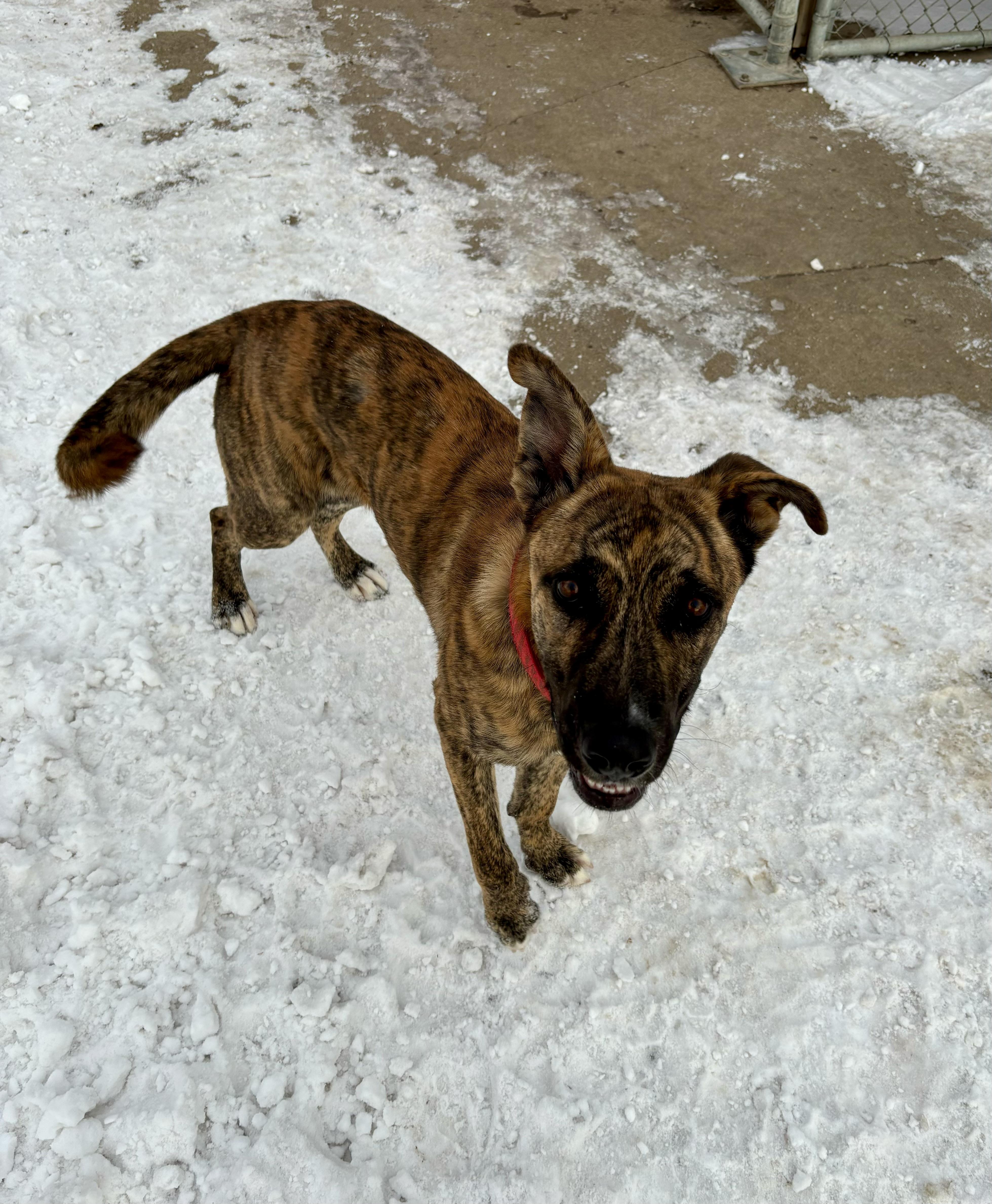 Brick, a Adoptable mixed breed in Jamestown, ND image 3/5
