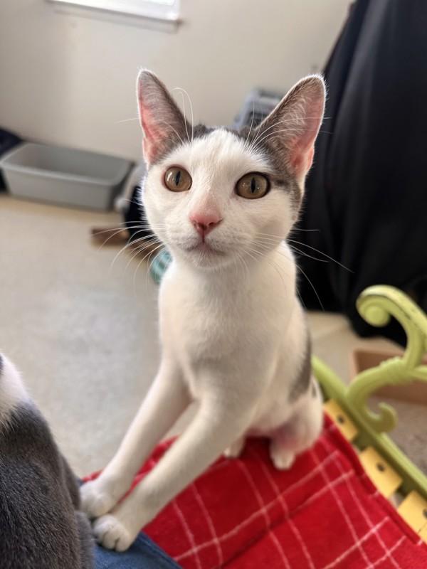 Katana, a Adoptable mixed breed in Santa Rosa, CA image 2/6