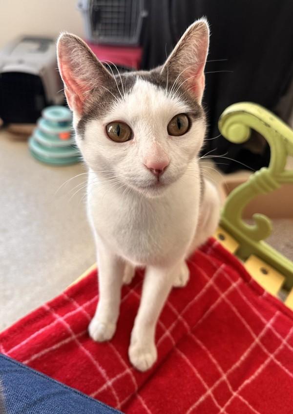 Katana, a Adoptable mixed breed in Santa Rosa, CA image 3/6