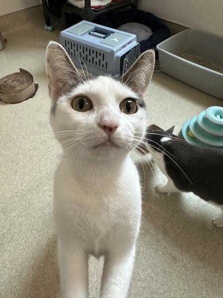 Katana, a Adoptable mixed breed in Santa Rosa, CA image 4/6