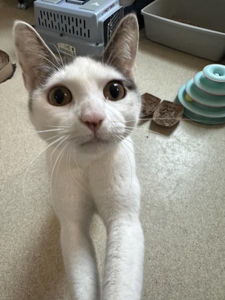 Katana, a Adoptable mixed breed in Santa Rosa, CA image 5/6