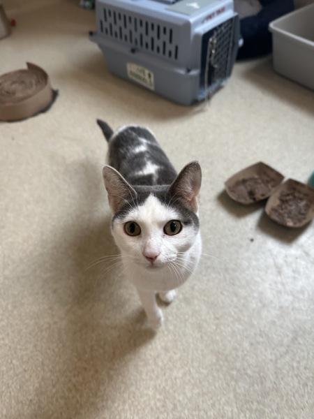 Katana, a Adoptable mixed breed in Santa Rosa, CA image 6/6