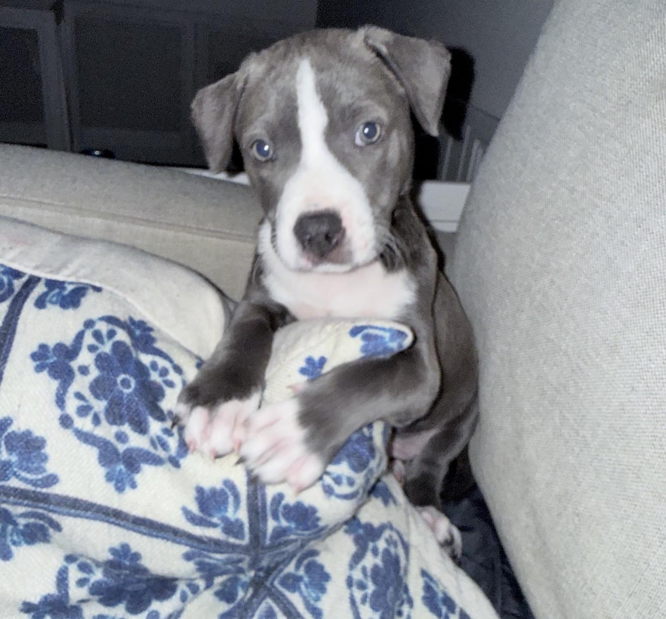 Martini , adopted, Puppy Male Pit Bull Terrier.