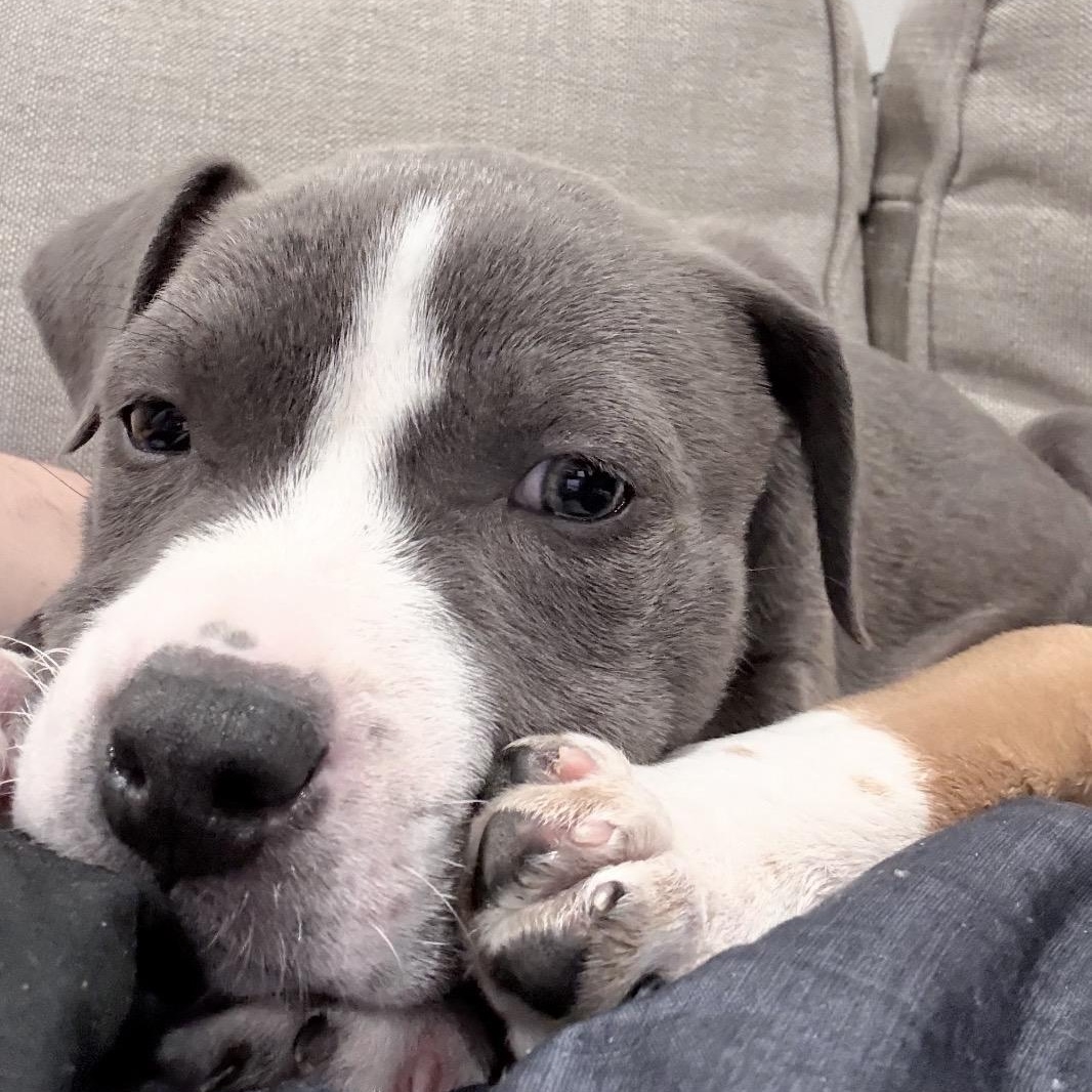 Martini , an adopted mixed breed in Junction City, KY image 4/4