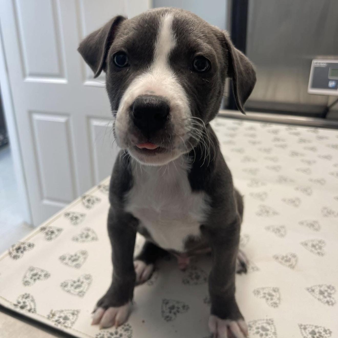 Martini , an adopted mixed breed in Junction City, KY image 3/4