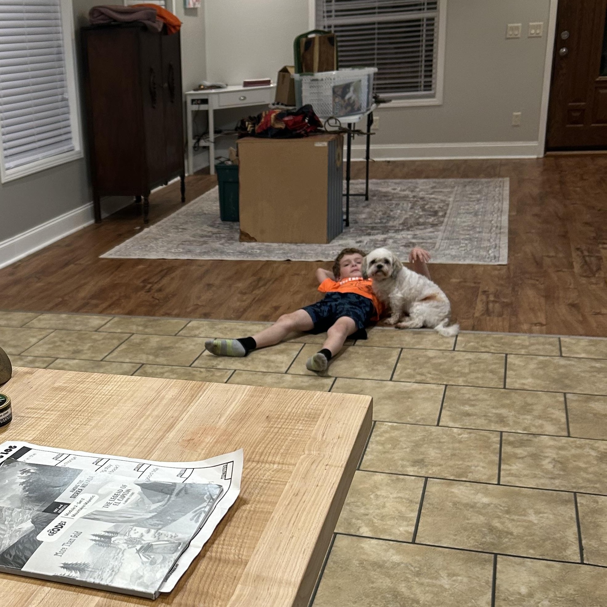 Edward, Adopted, Young Male Shih Tzu.