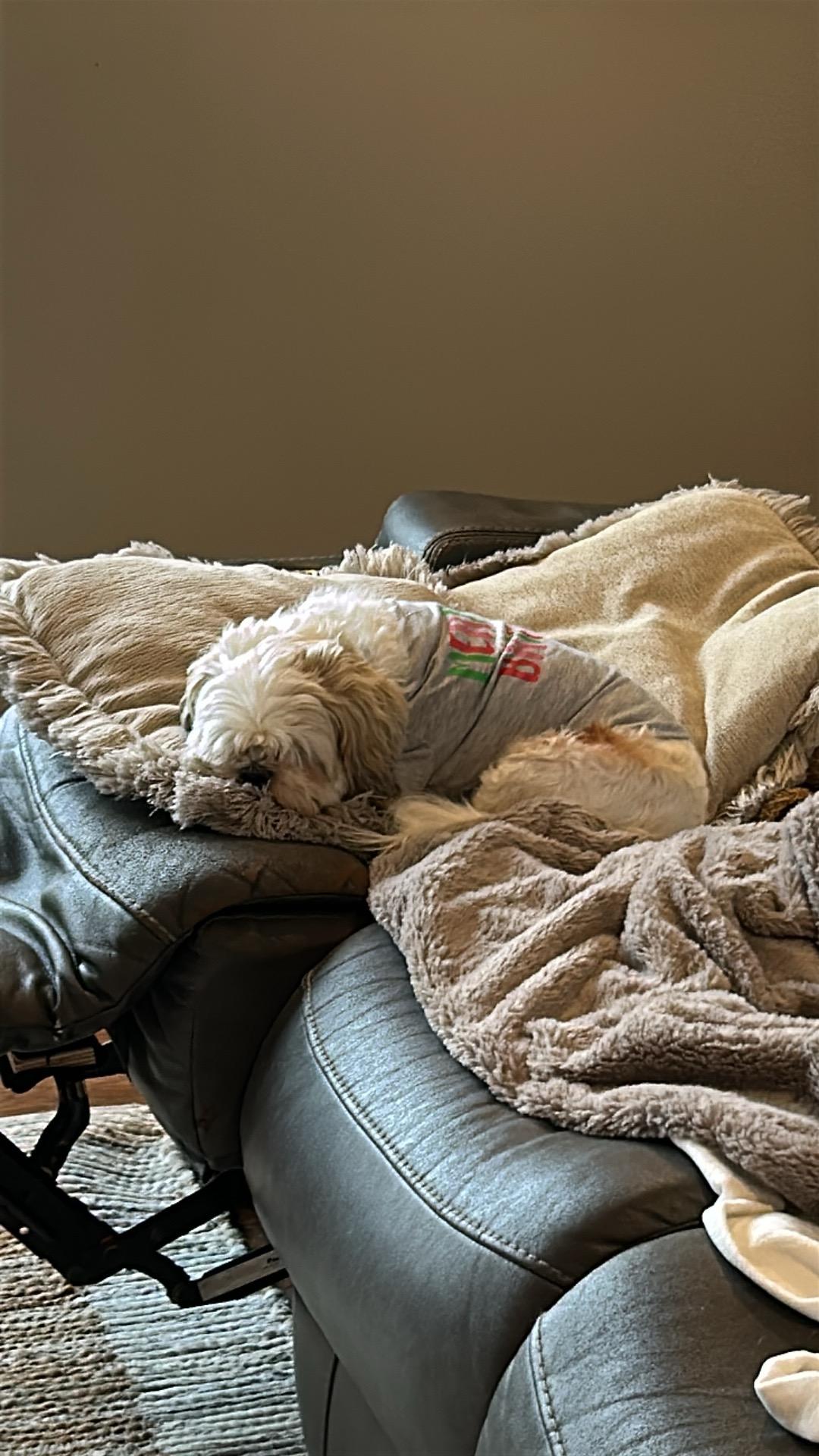 Enlarge Edward, a Adopted Shih Tzu in Big Rock, TN image 2/5