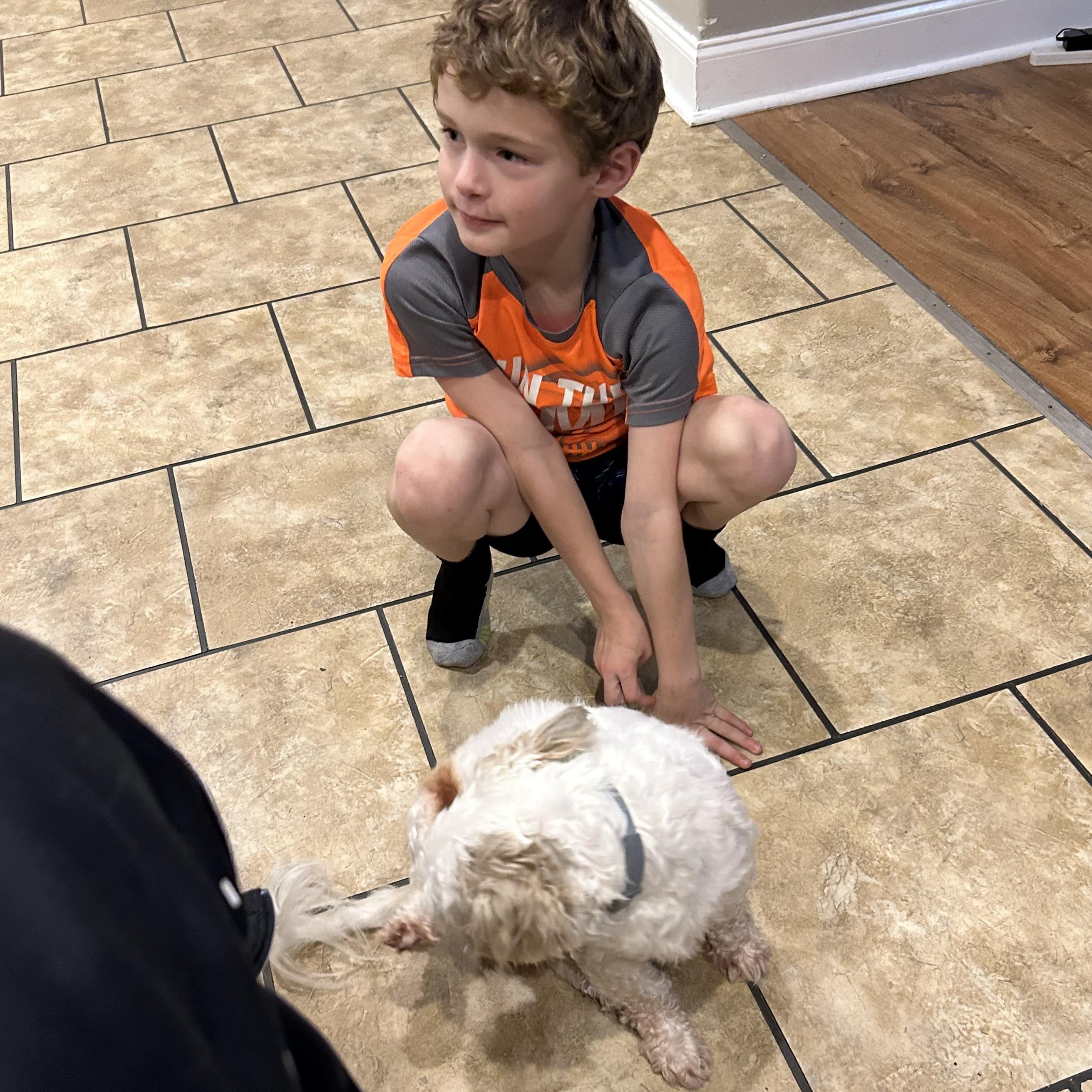 Enlarge Edward, a Adopted Shih Tzu in Big Rock, TN image 4/5