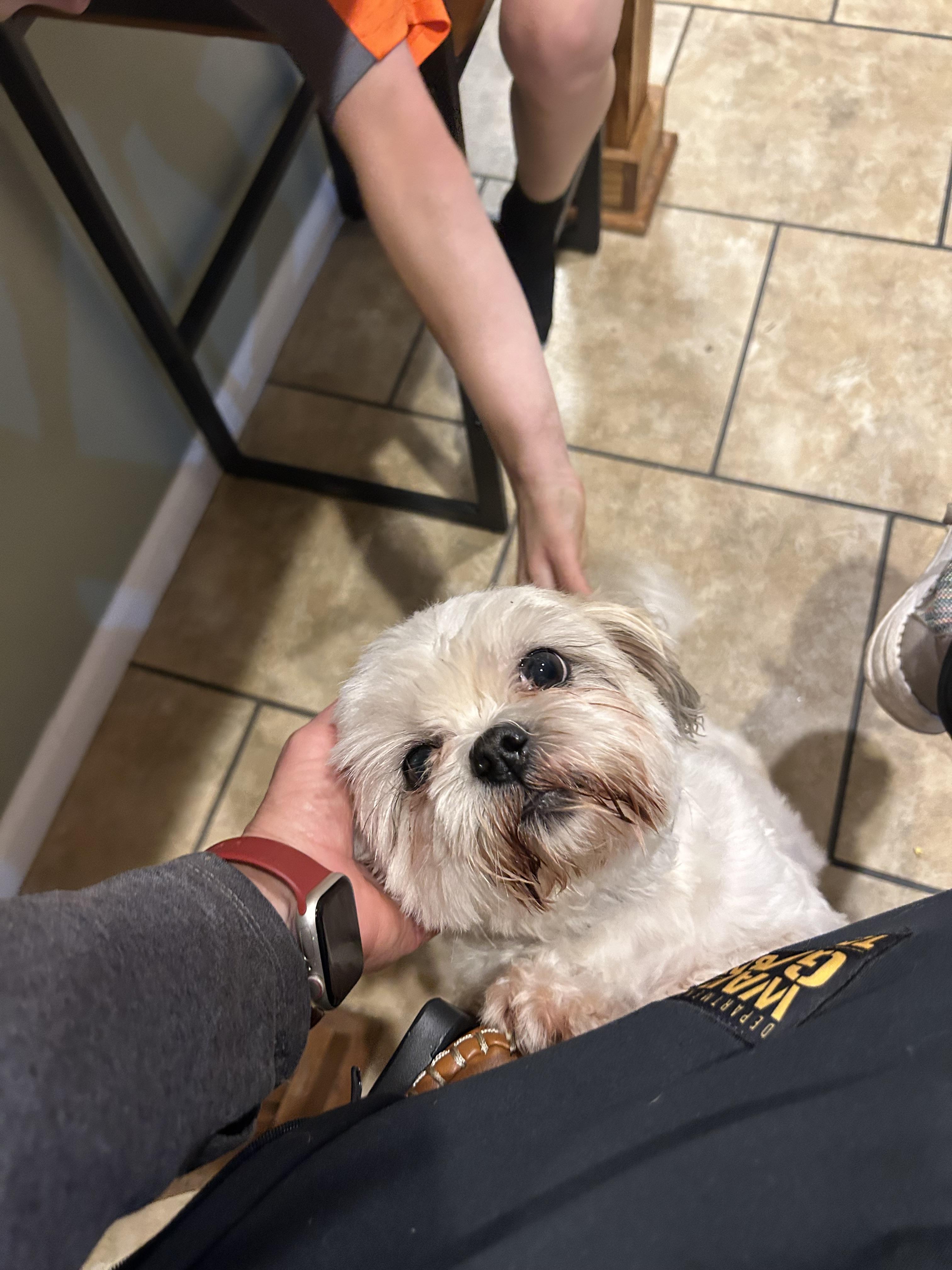 Enlarge Edward, a Adopted Shih Tzu in Big Rock, TN image 5/5