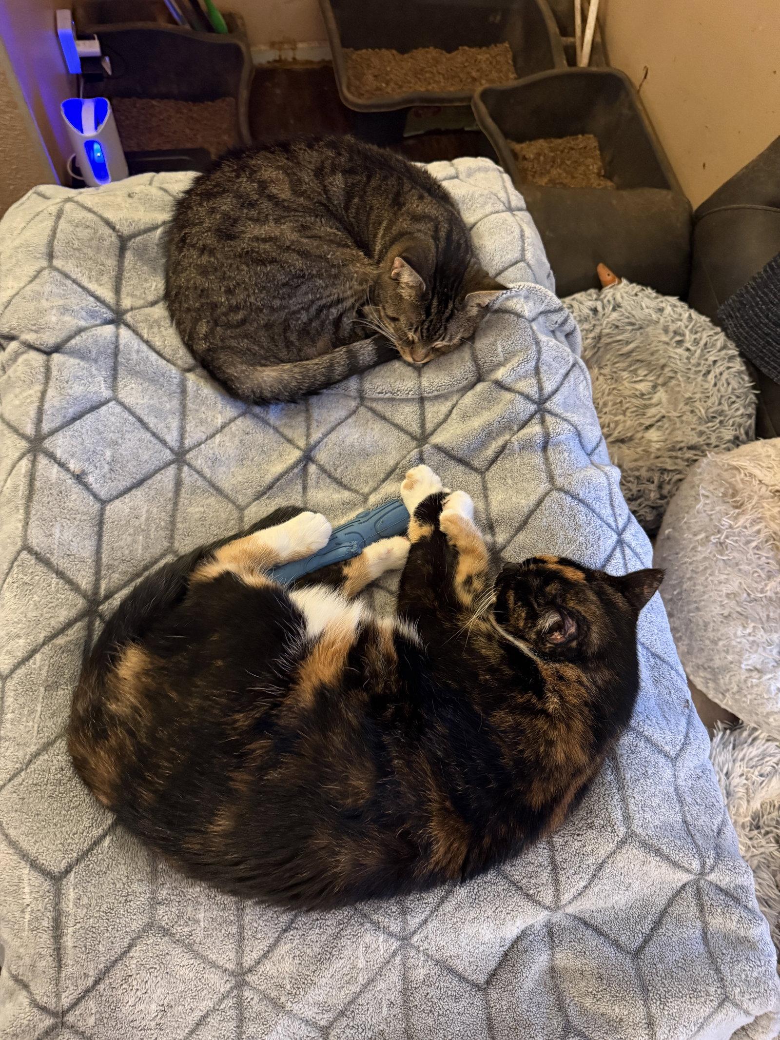 Reese, Adoptable, Adult Female Tortoiseshell.