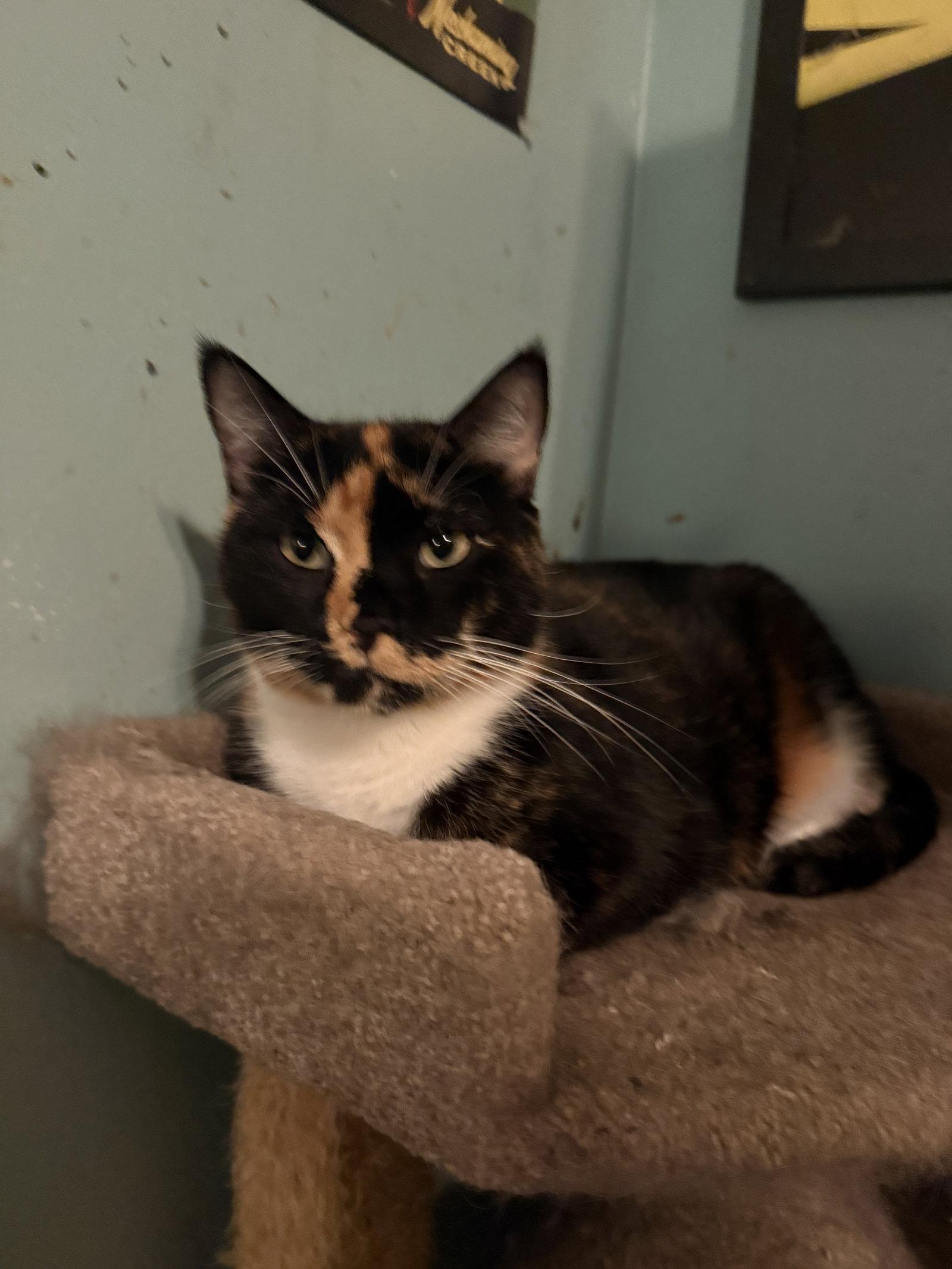 Enlarge Reese, a Adoptable Tortoiseshell in Sicklerville , NJ image 2/3