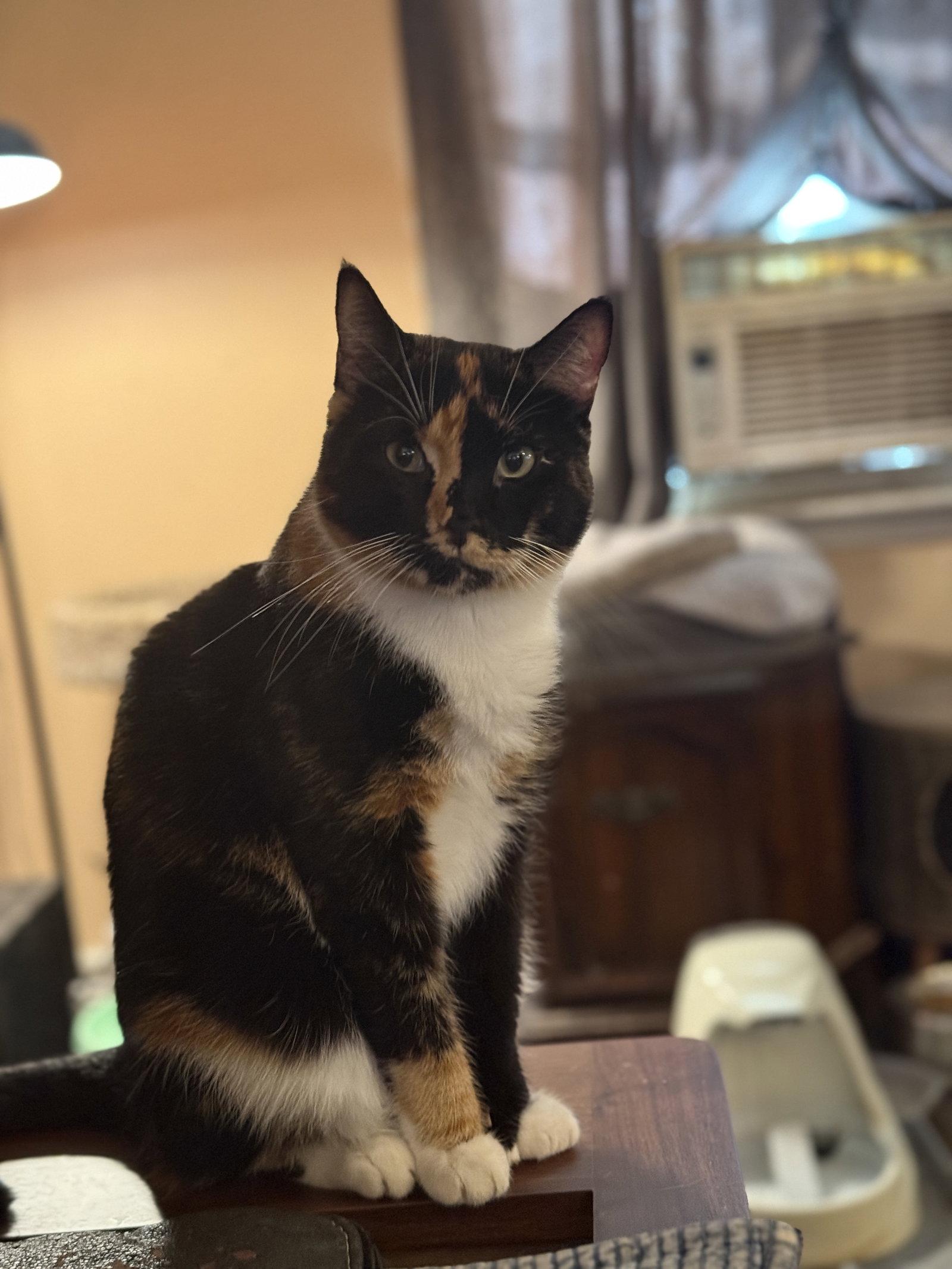Enlarge Reese, a Adoptable Tortoiseshell in Sicklerville , NJ image 3/3