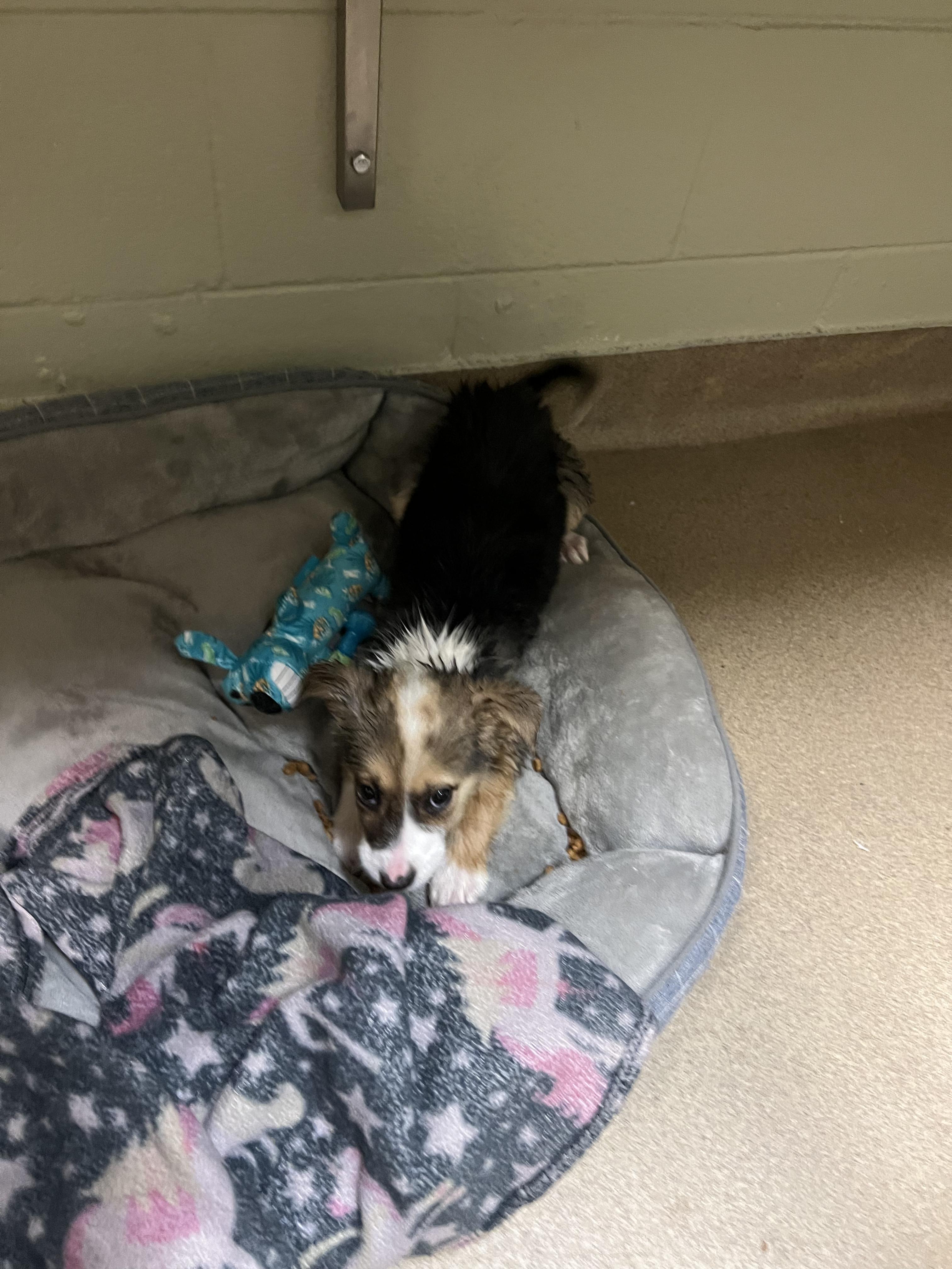 Enlarge Rose, an adopted mixed breed in Fort Collins, CO image 3/6