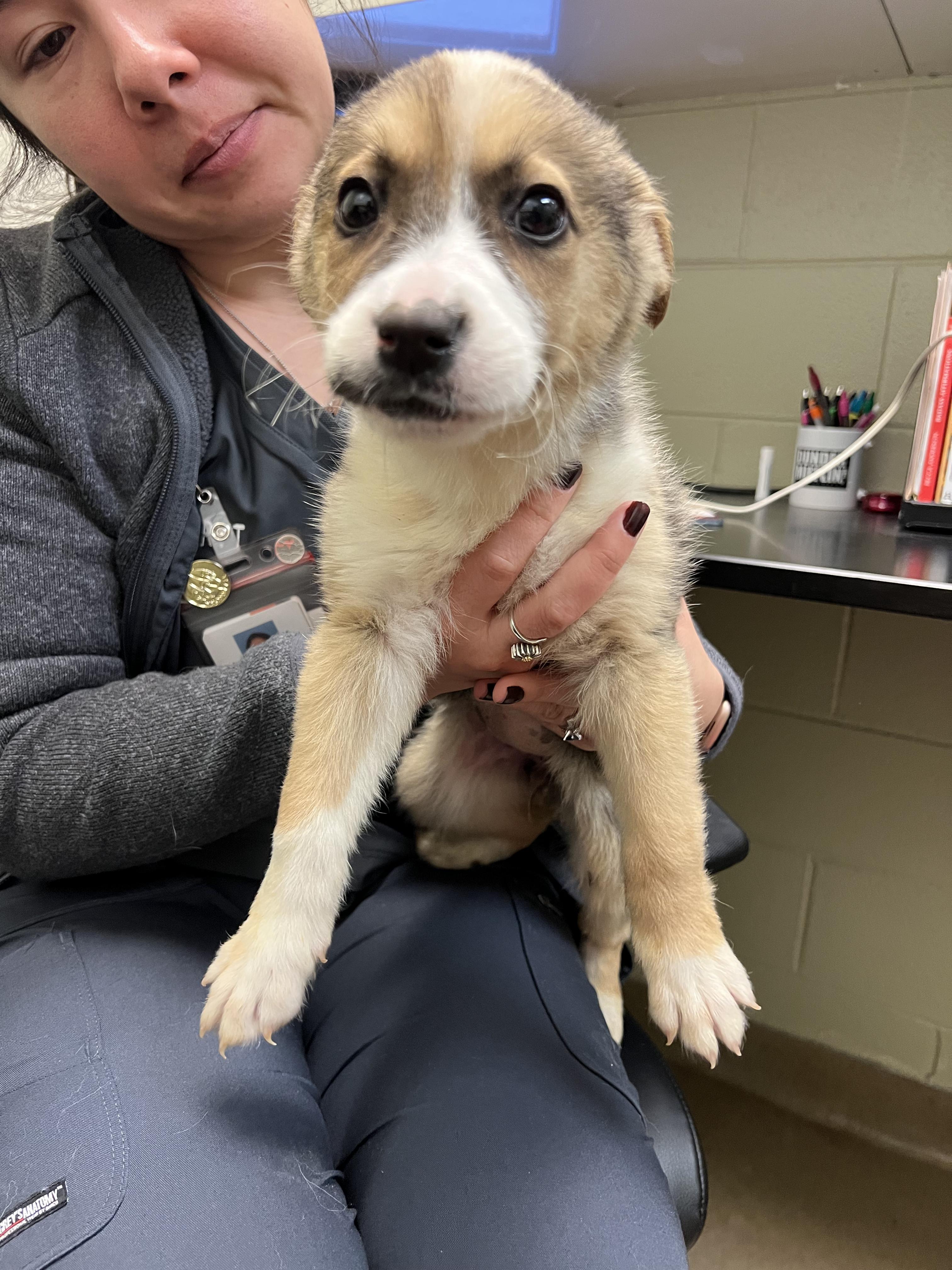 Enlarge Rose, an adopted mixed breed in Fort Collins, CO image 6/6