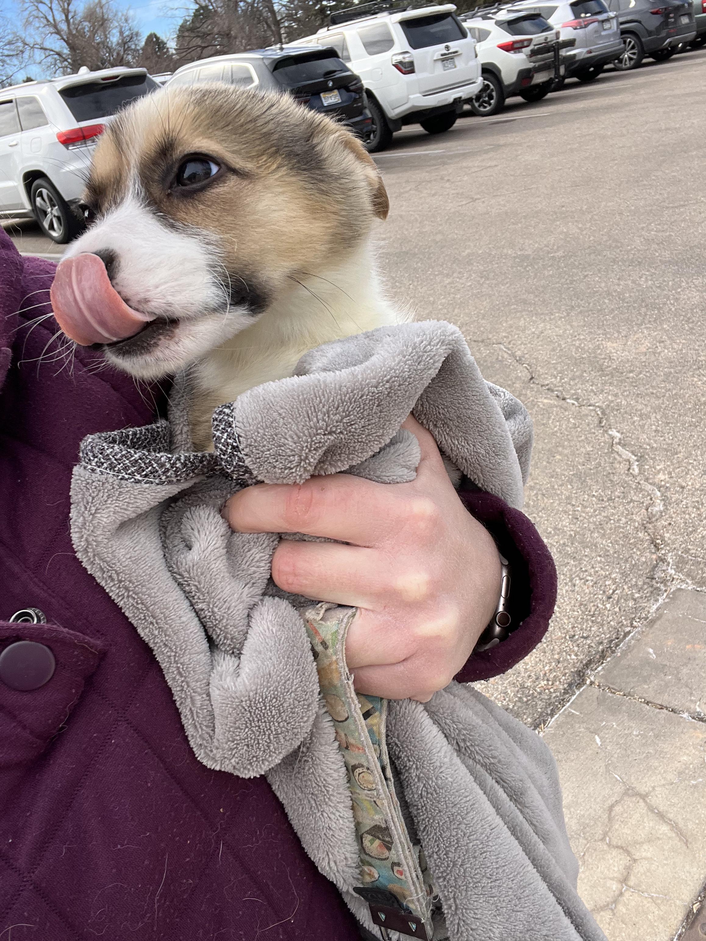 Enlarge Rose, an adopted mixed breed in Fort Collins, CO image 5/6