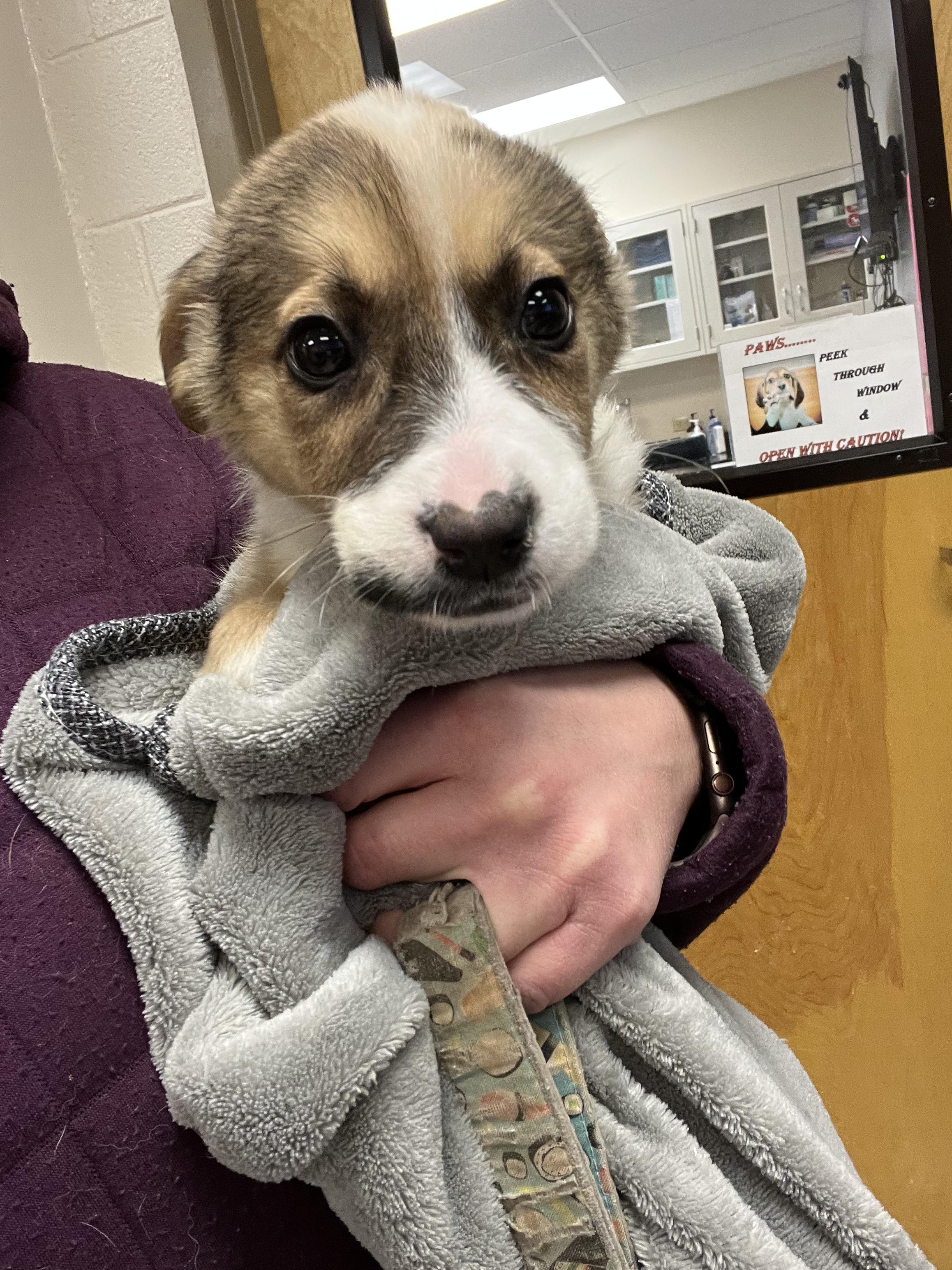 Enlarge Rose, an adopted mixed breed in Fort Collins, CO image 2/6